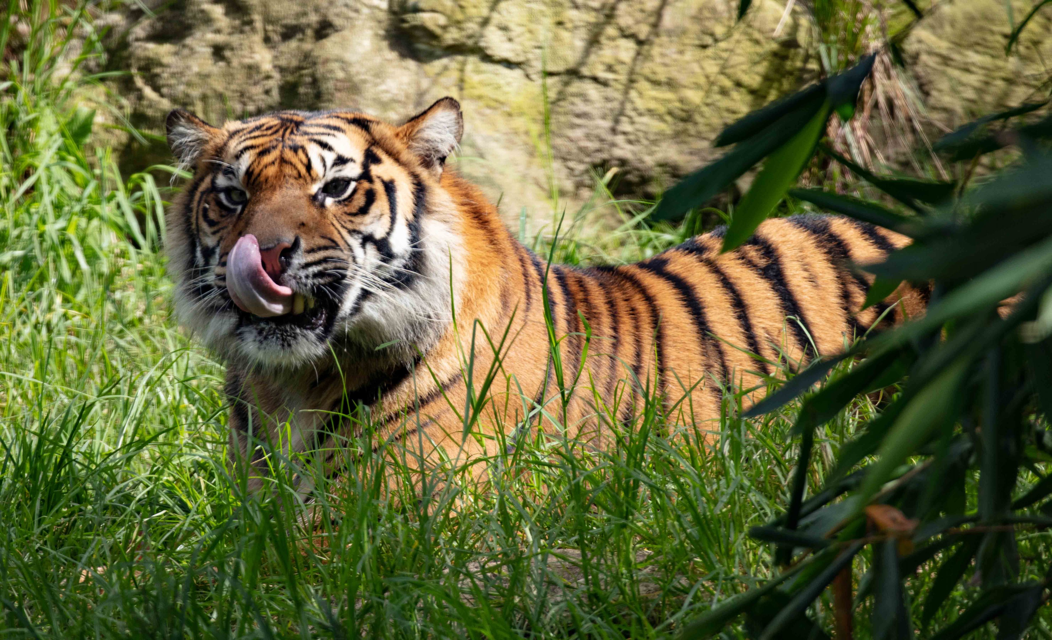 Sumatran Tiger