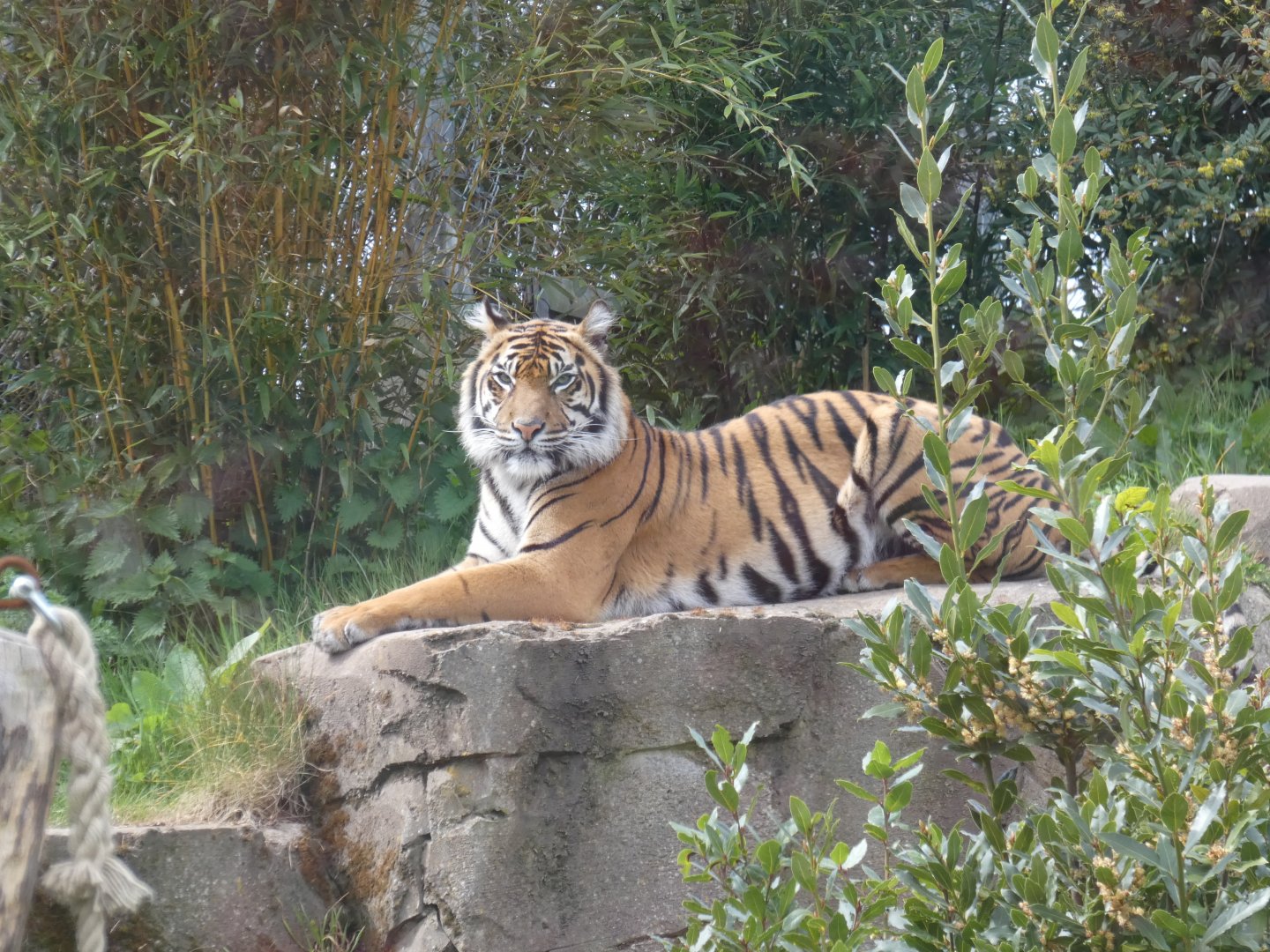 Sumatran tiger