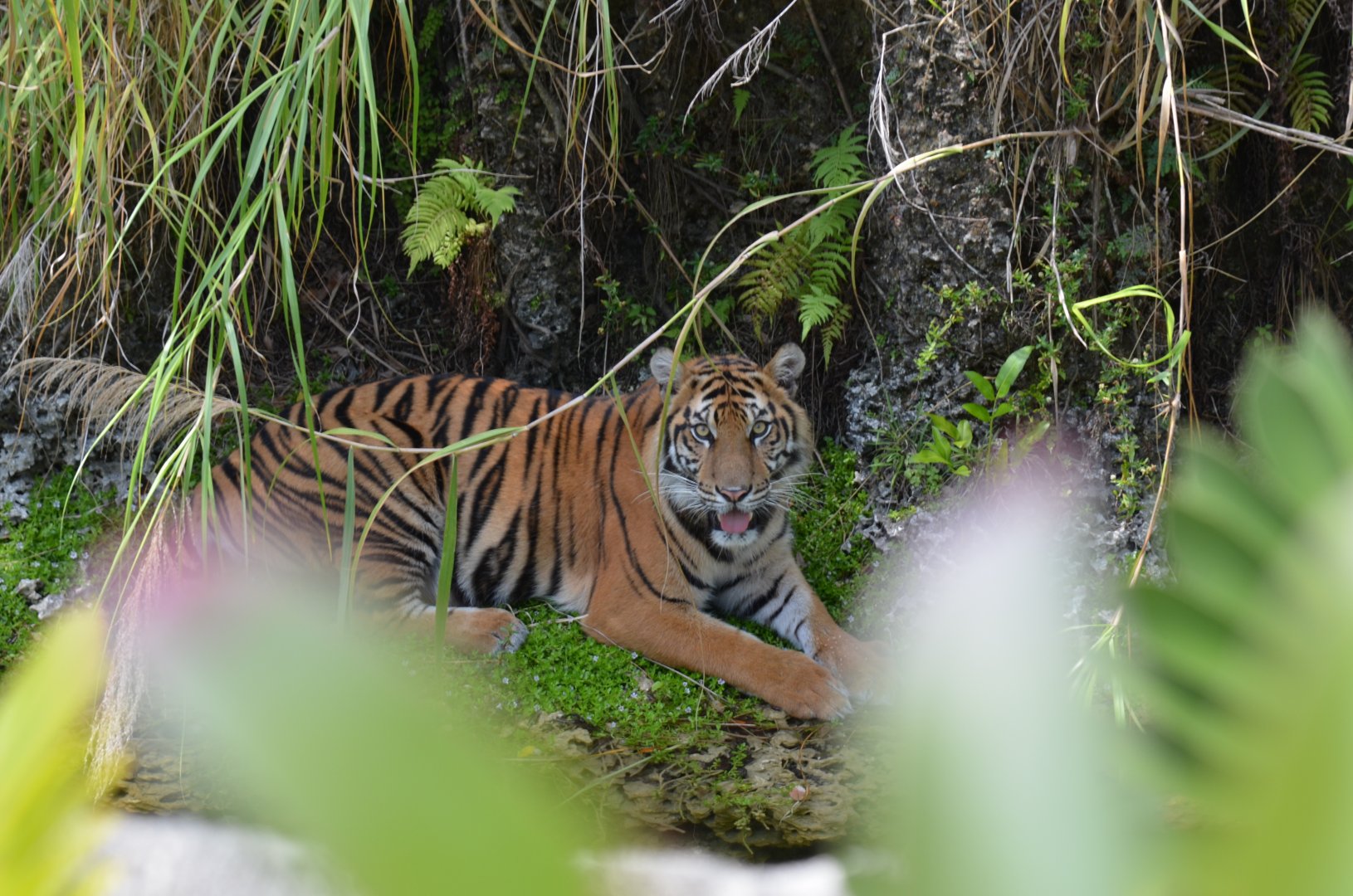 Sumatran Tiger
