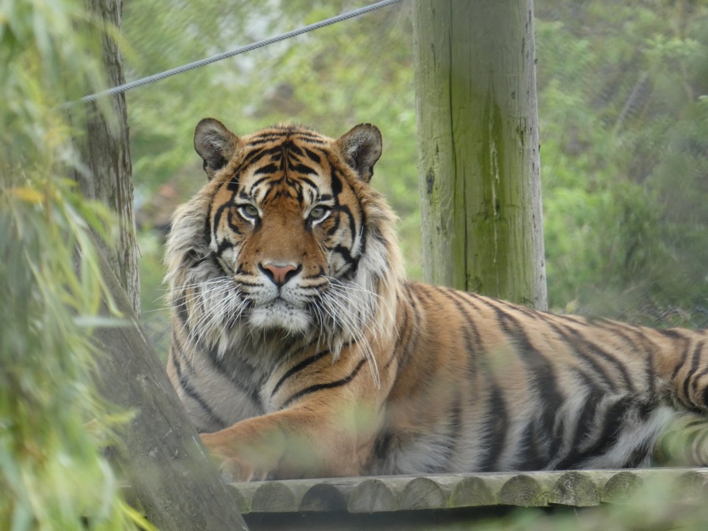 Sumatran tiger