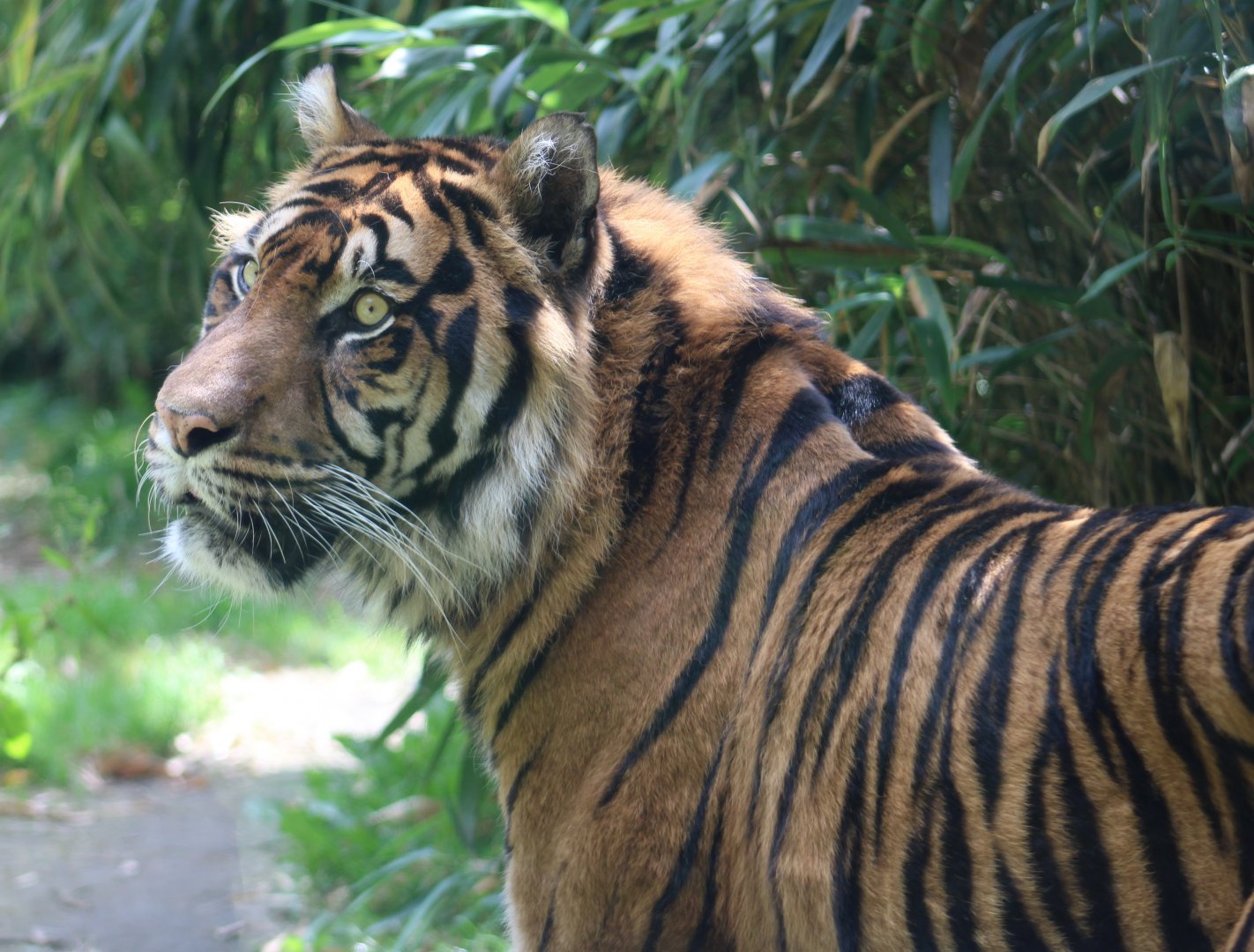 Sumatran tiger