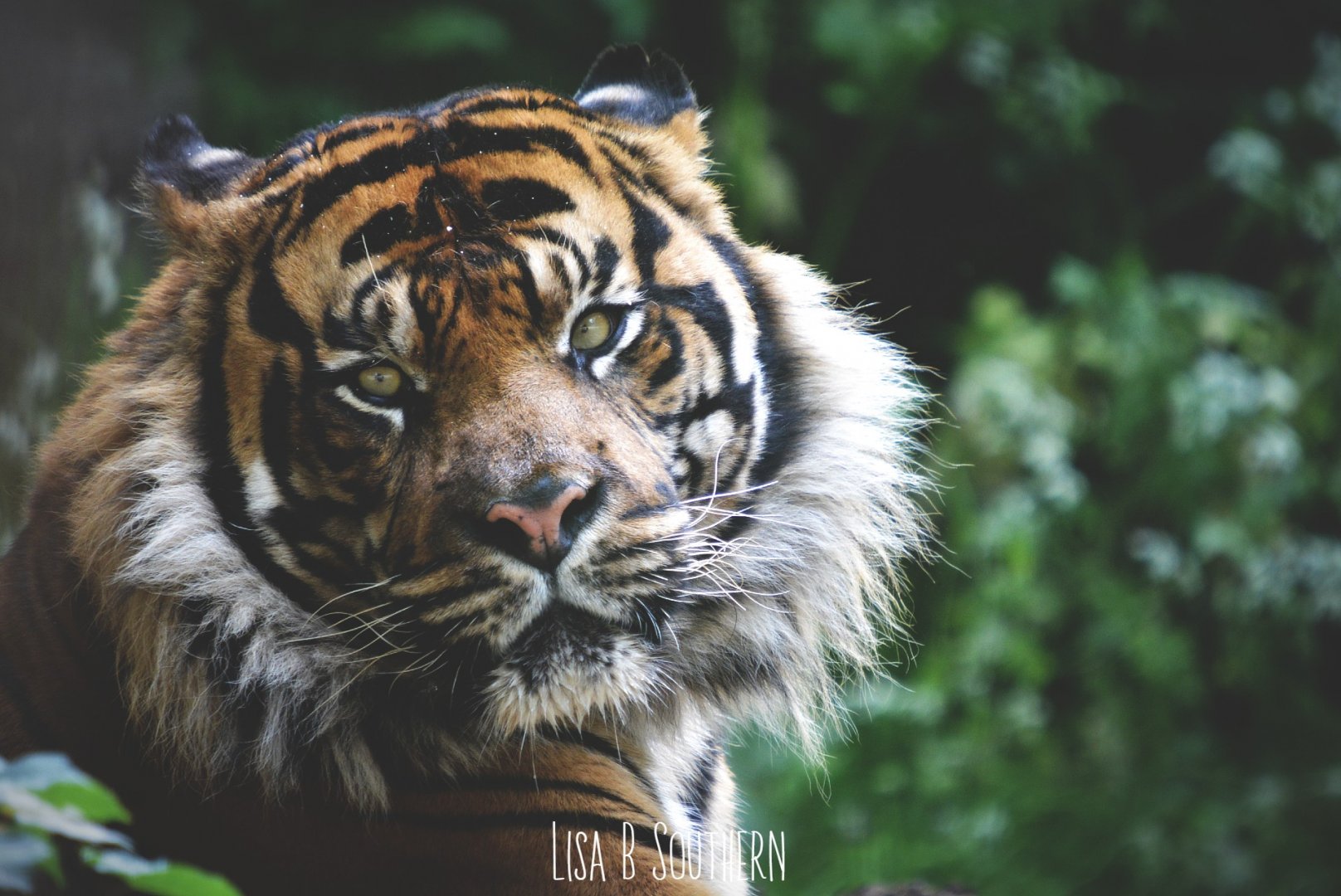 .:Sumatran Tiger:.