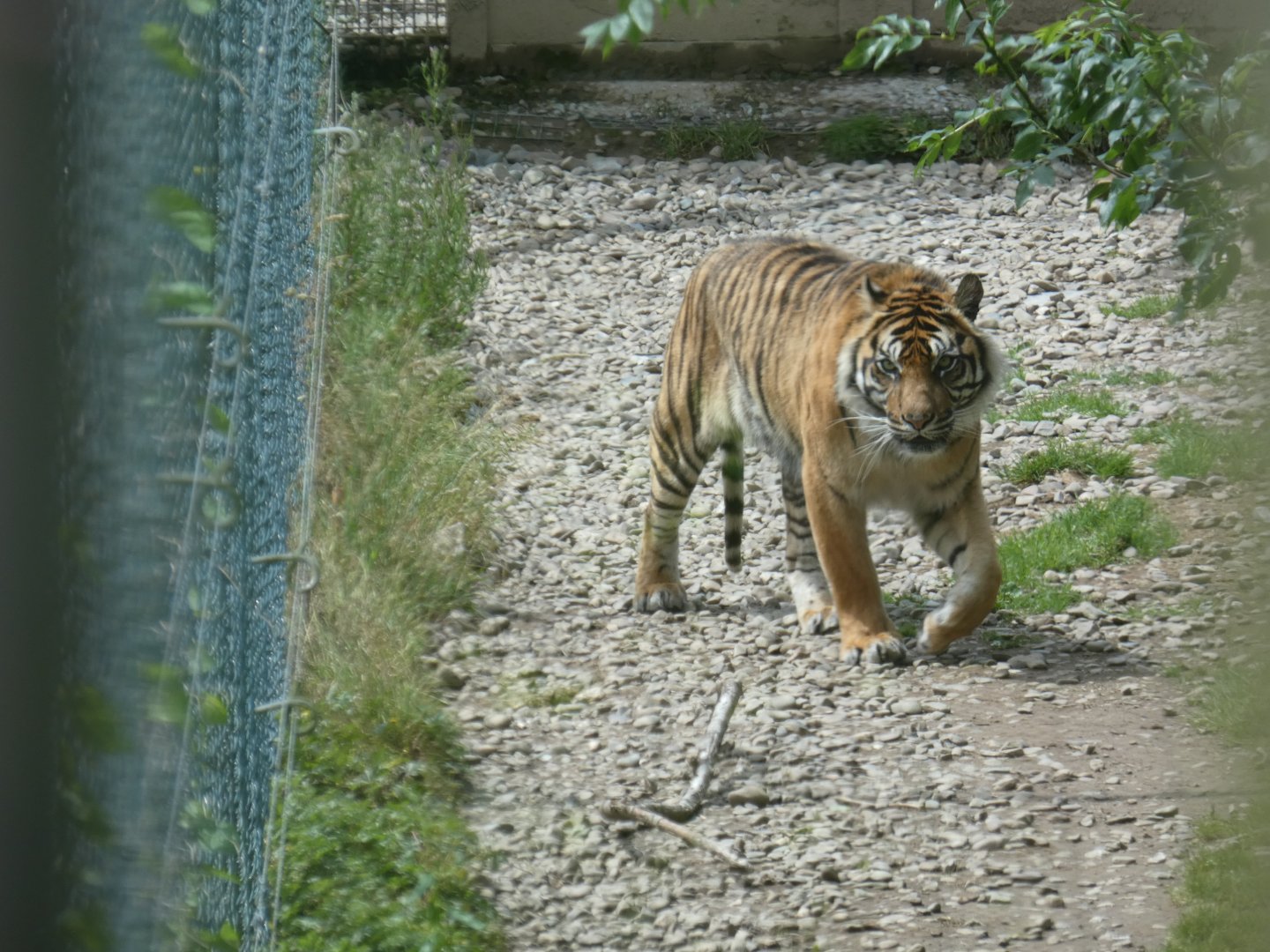 Sumatran tiger