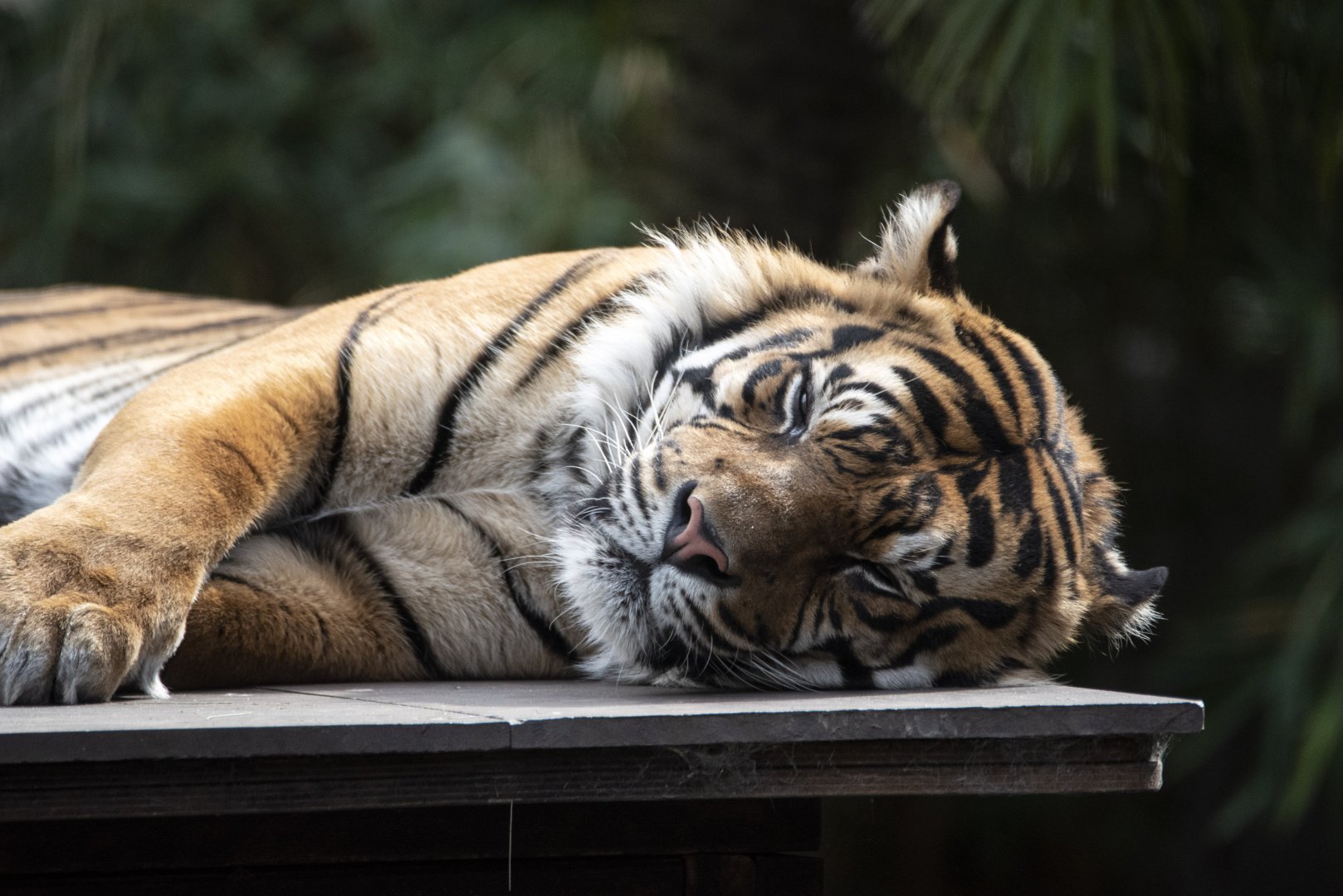 Sumatran tiger
