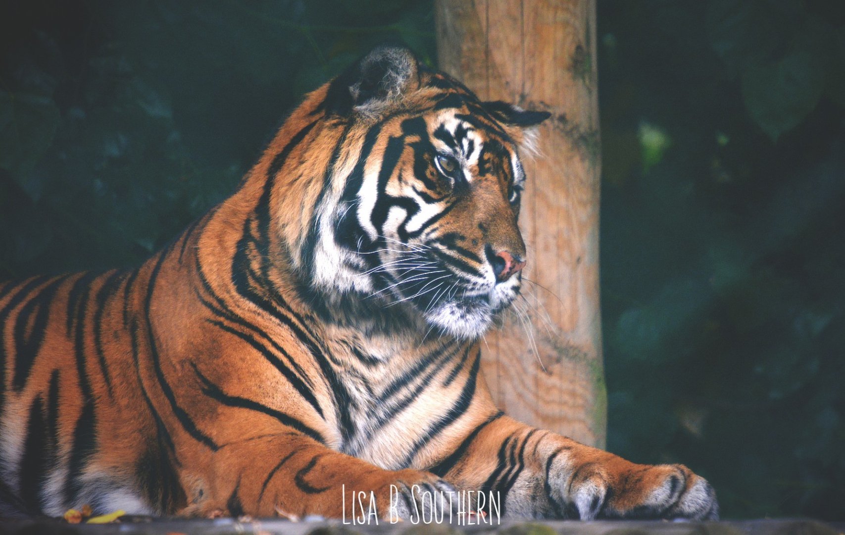 Sumatran Tiger