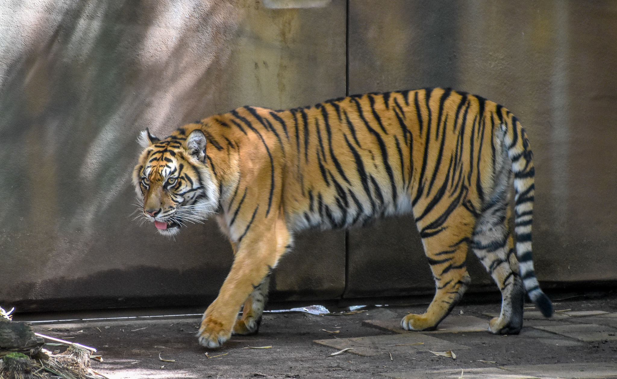Sumatran Tiger