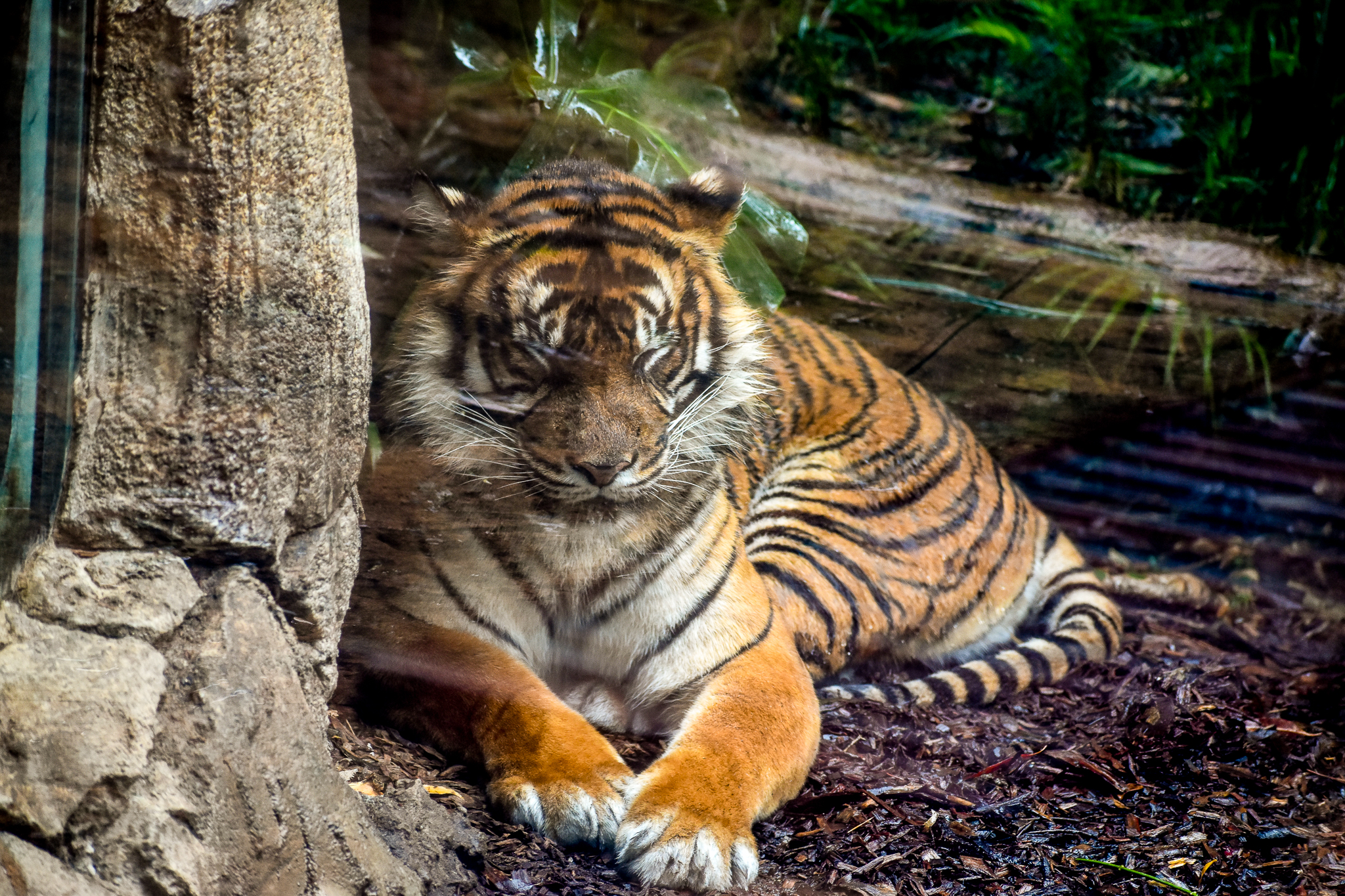 Sumatran Tiger
