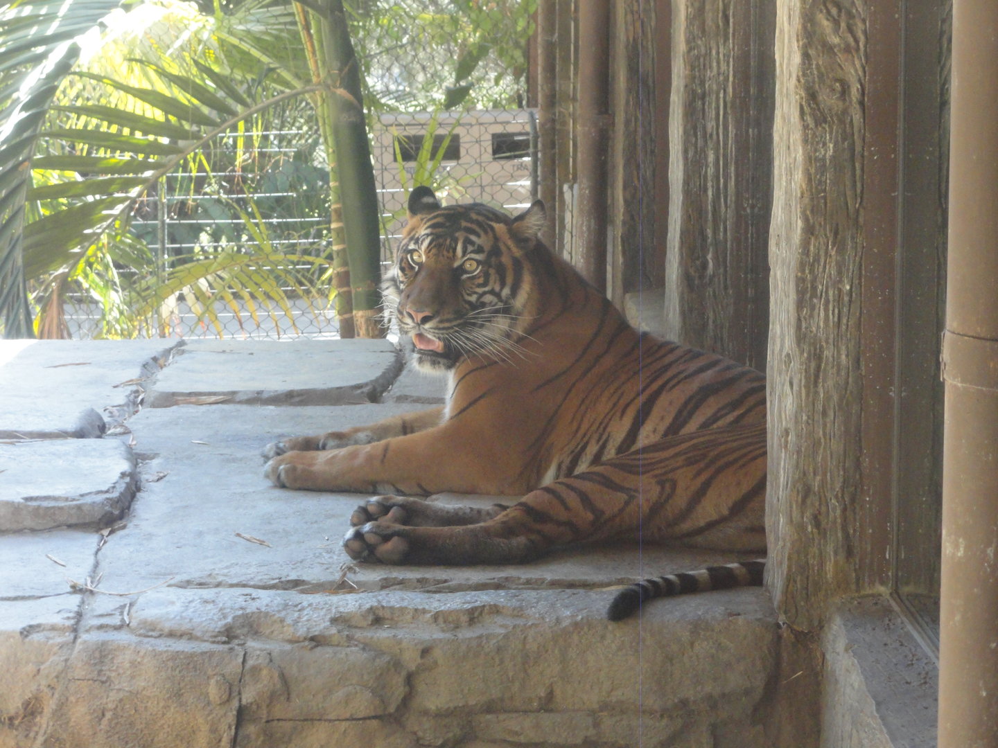 Sumatran Tiger