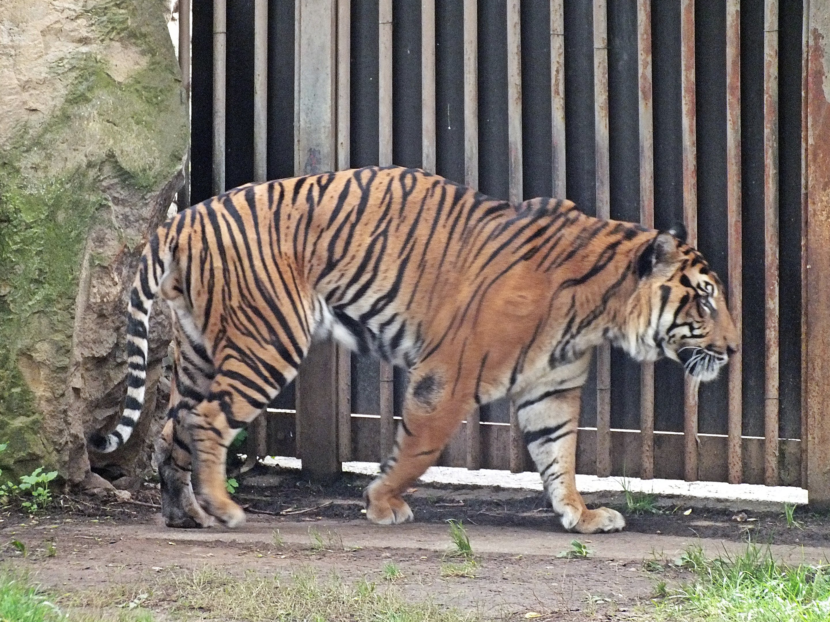 Sumatran tiger
