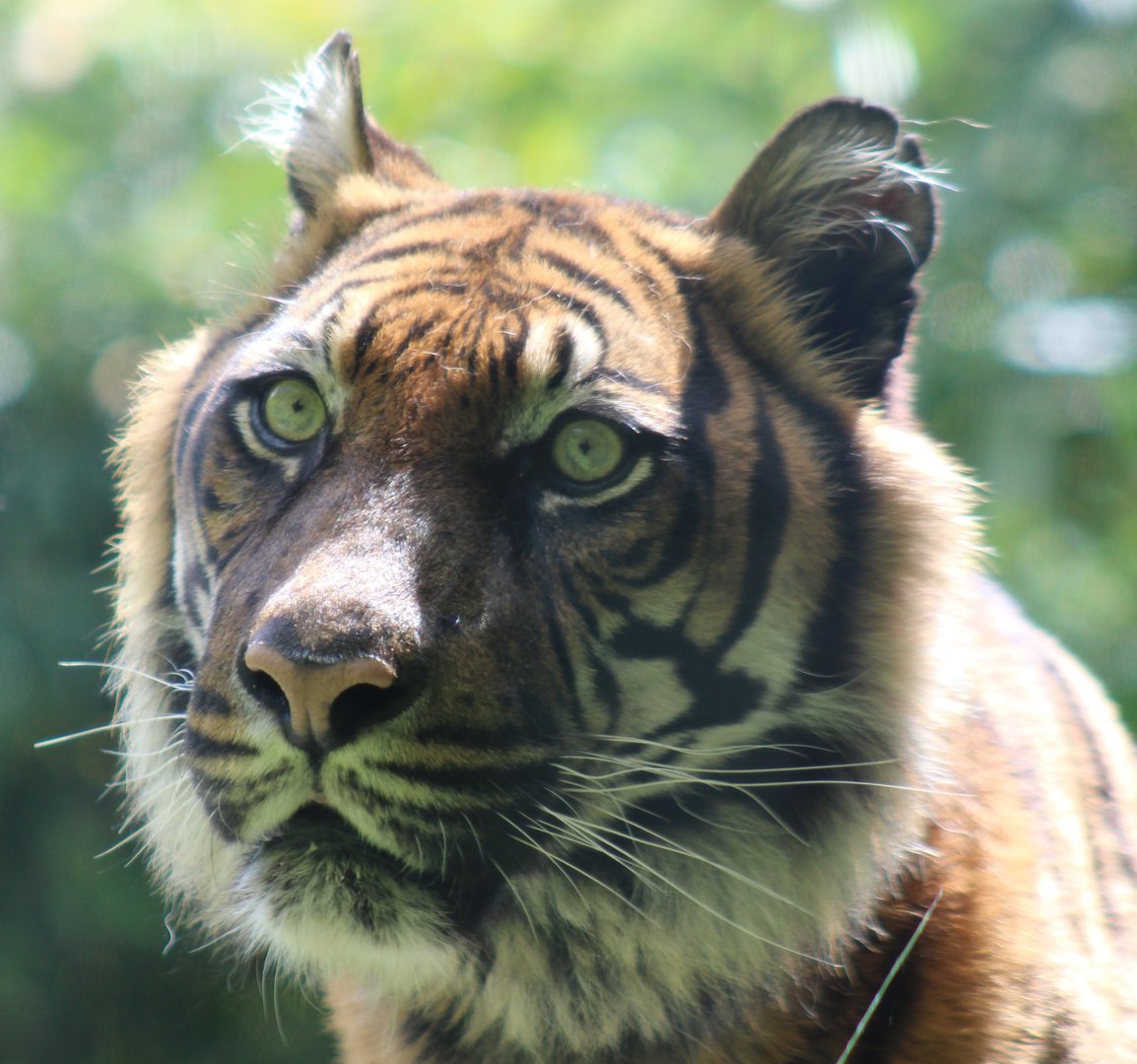 Sumatran tiger