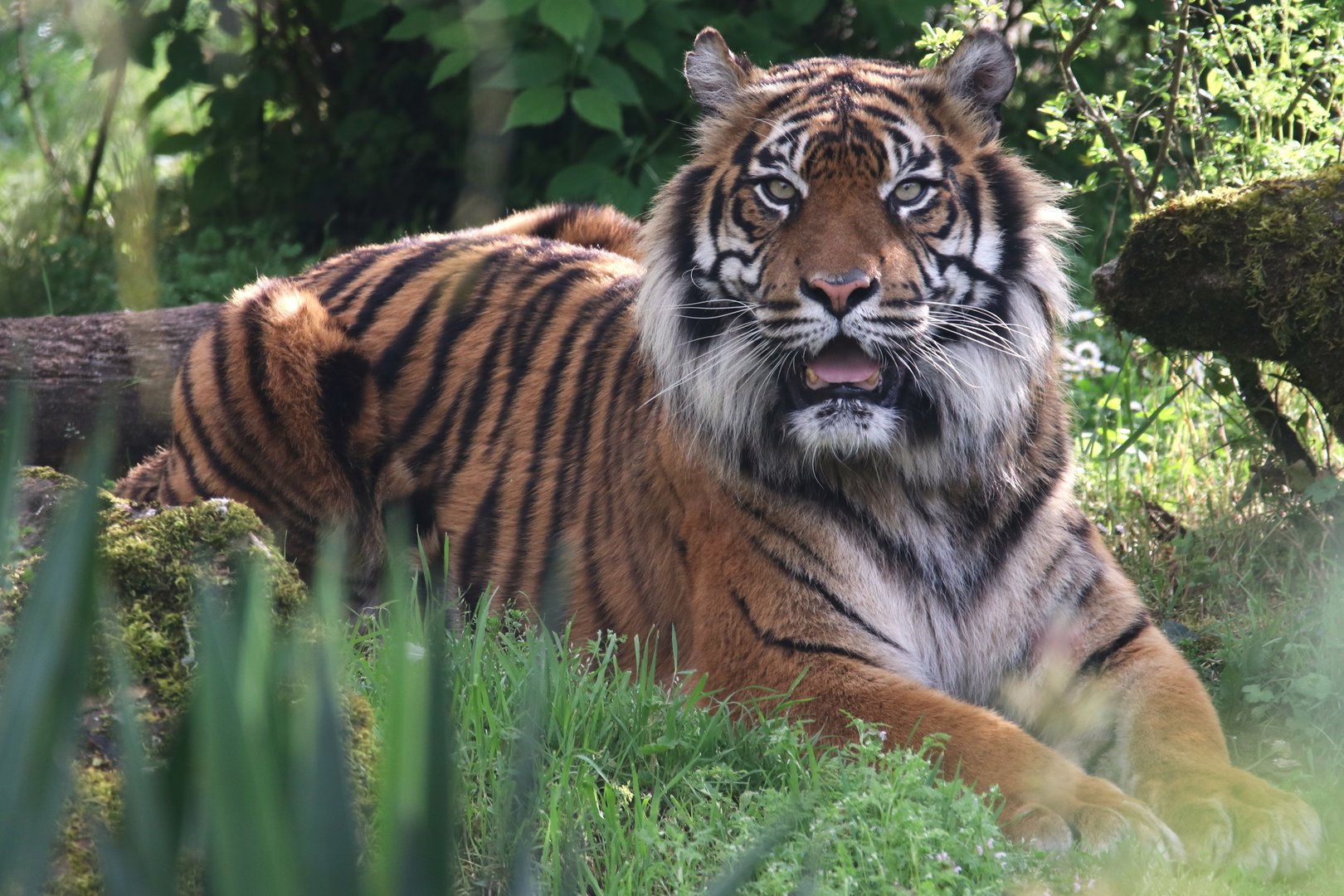 Sumatran tiger