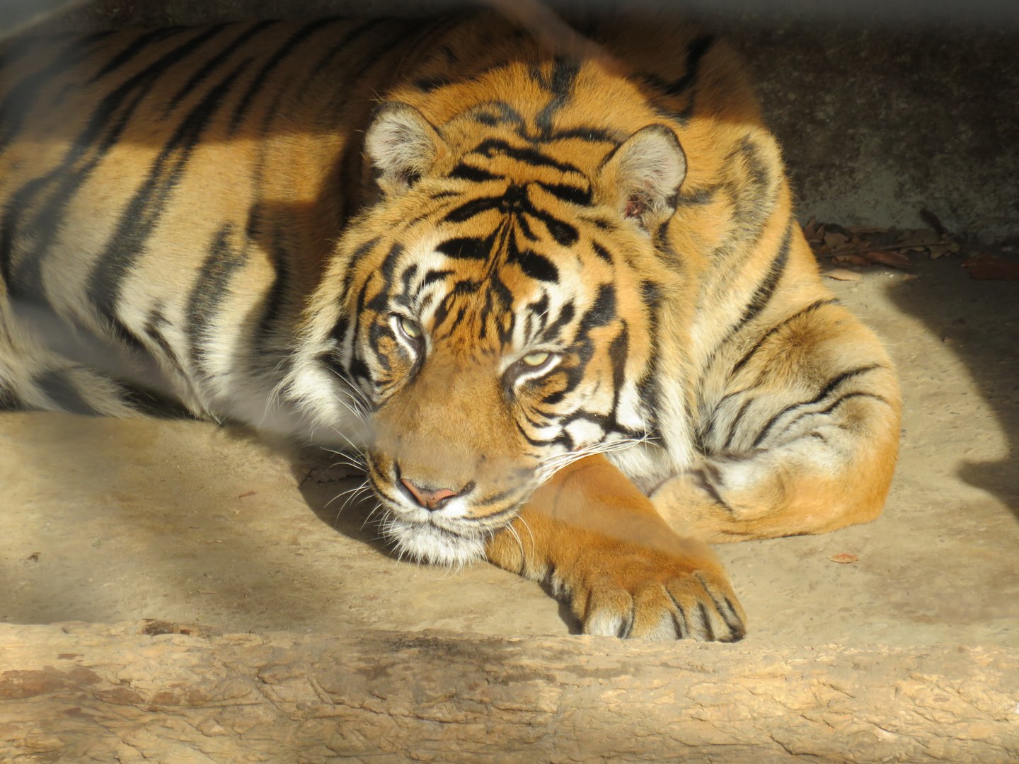 Sumatran tiger