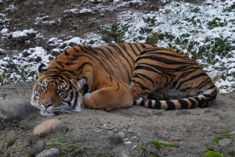 Sumatran Tiger