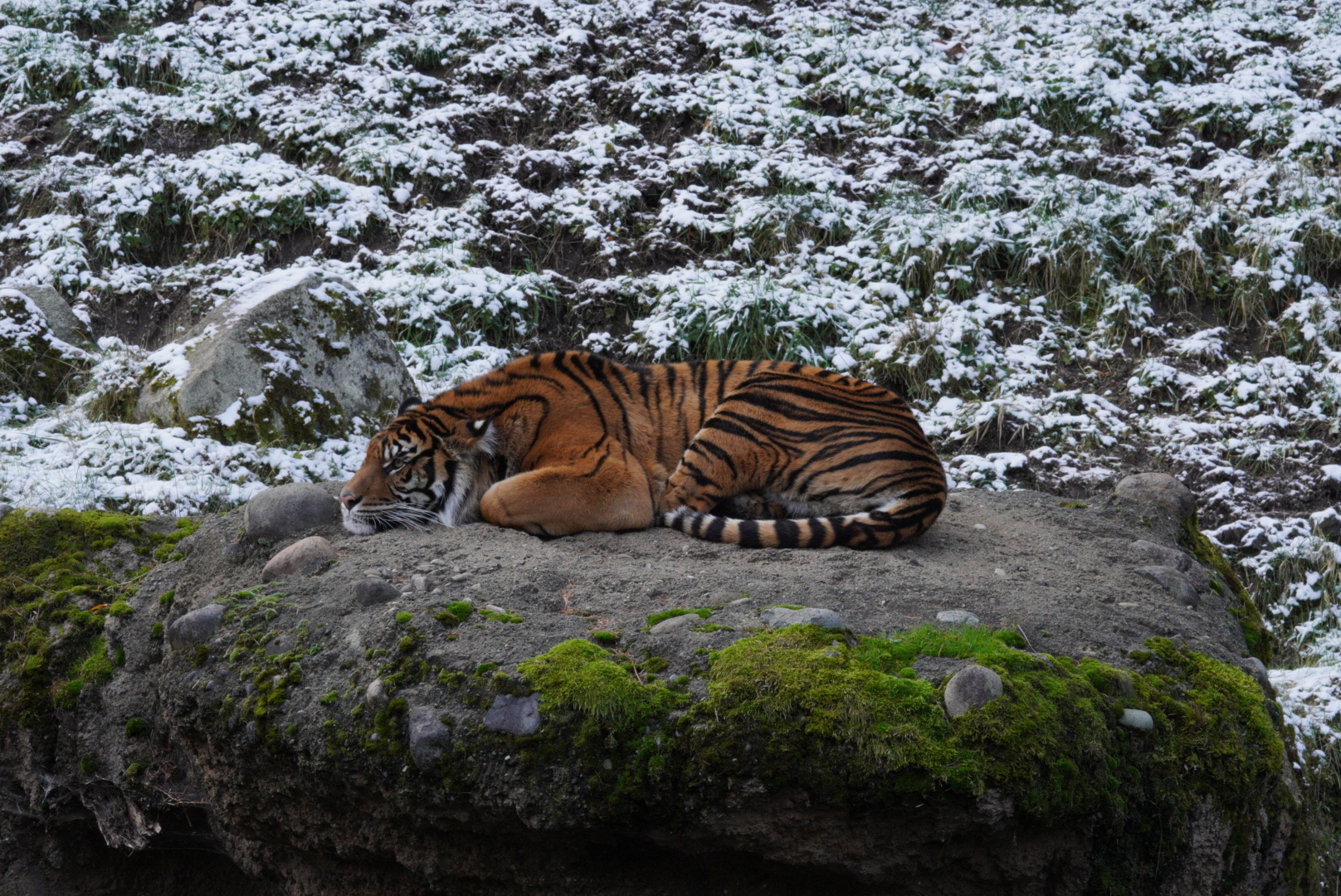 Sumatran Tiger