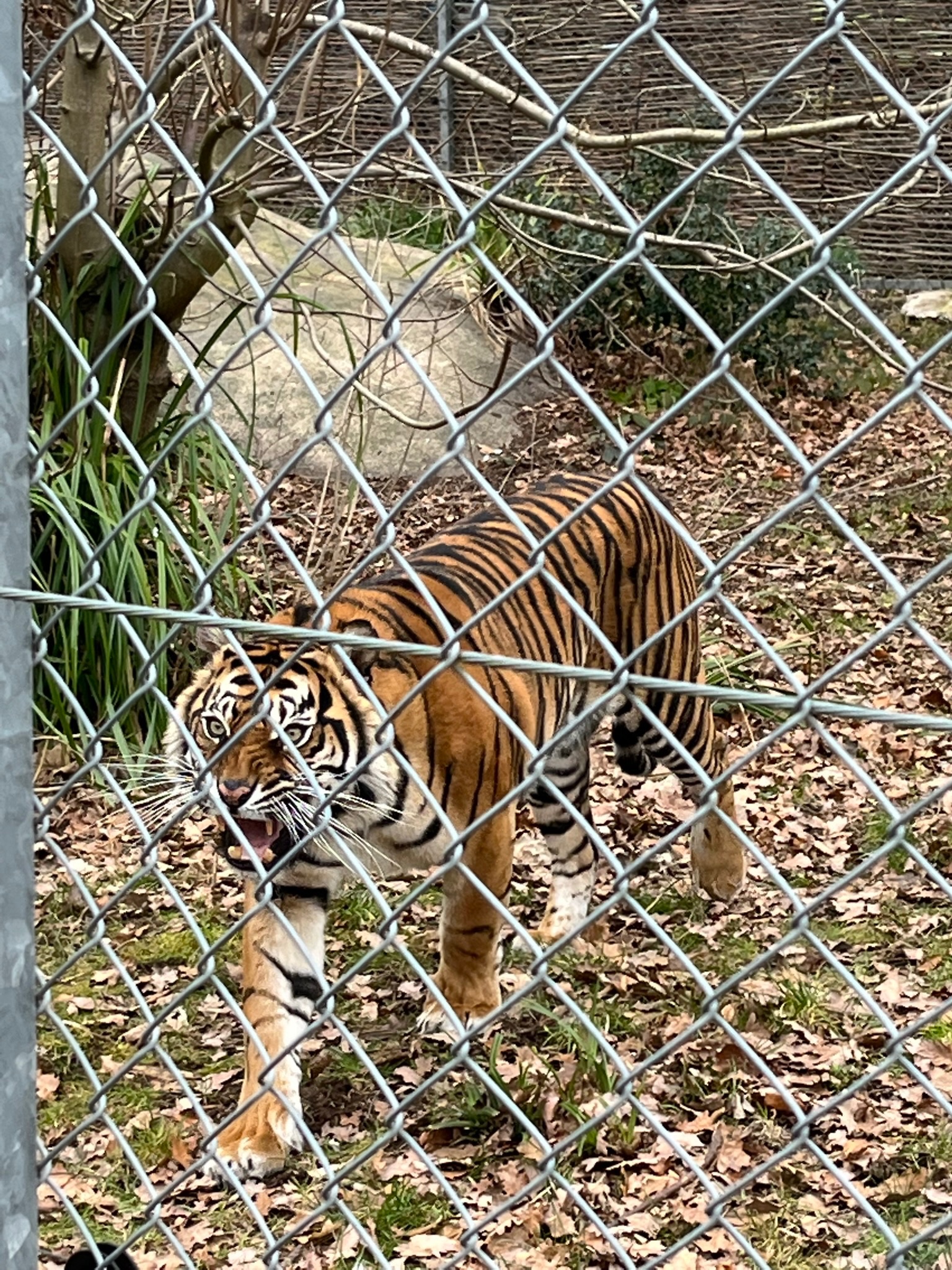 Sumatran tiger
