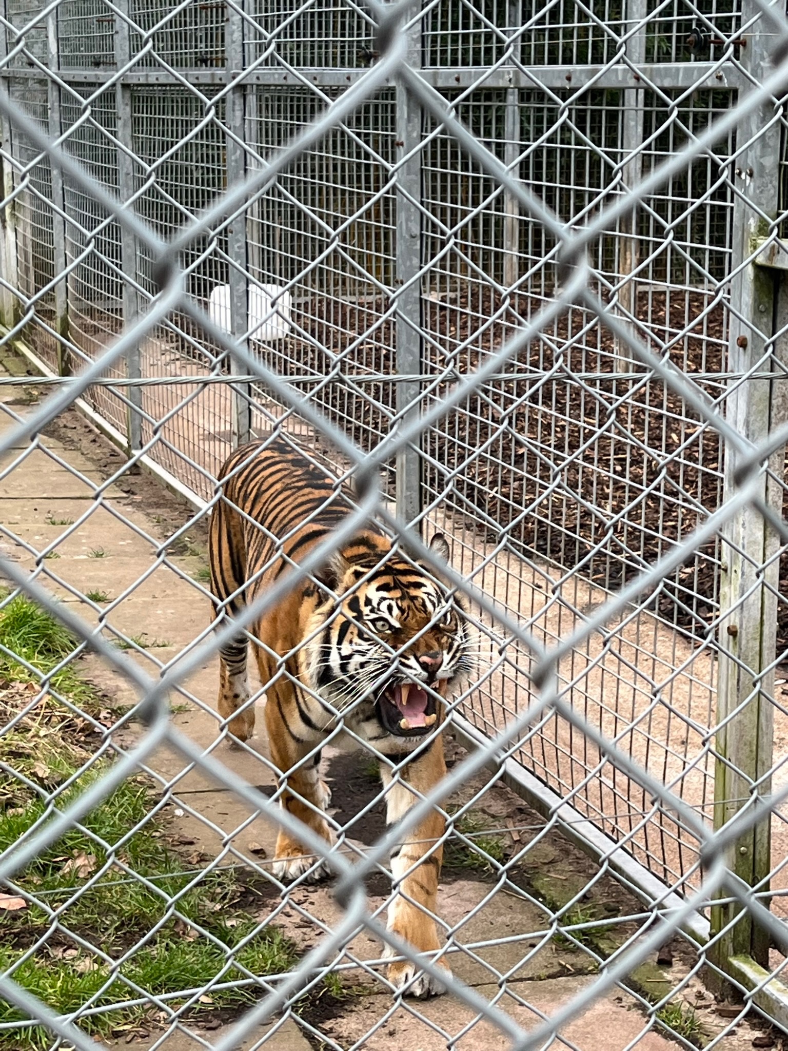 Sumatran tiger