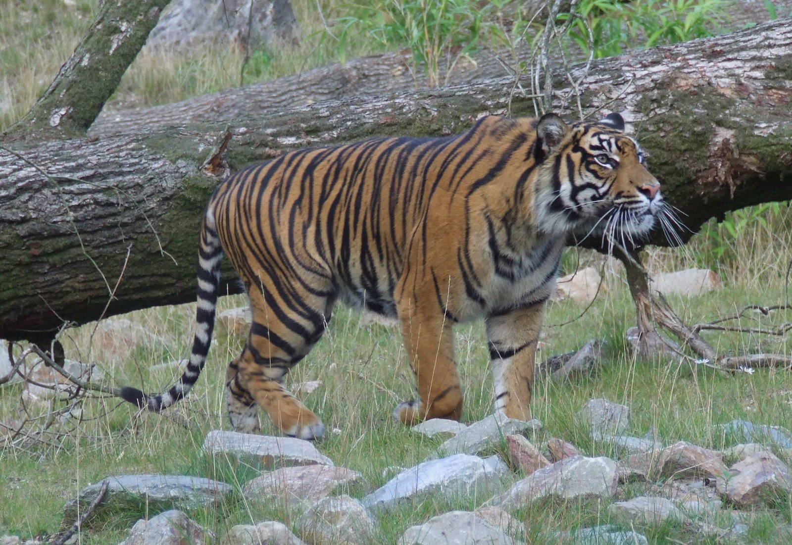 Sumatran Tiger