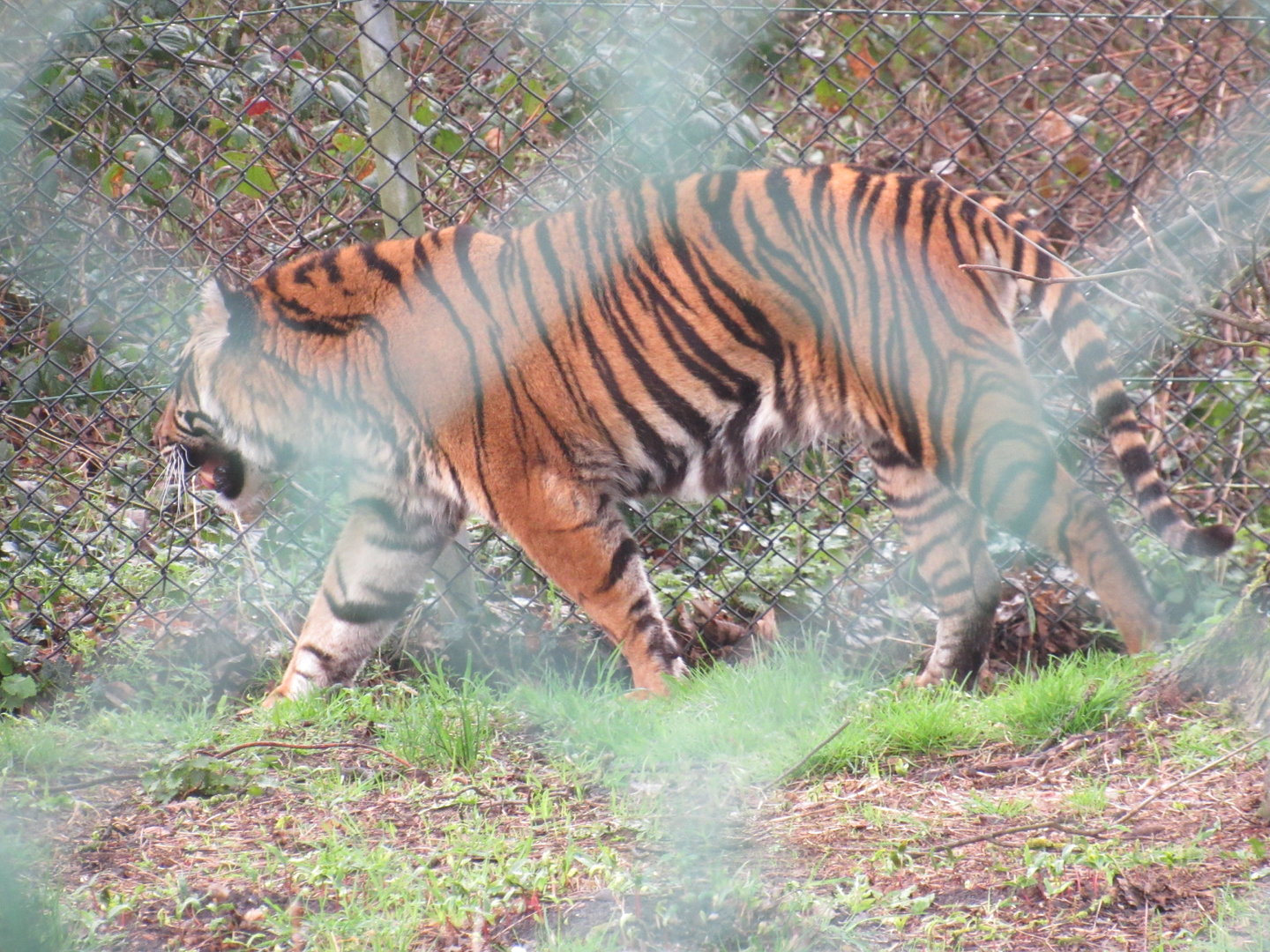 Sumatran Tiger