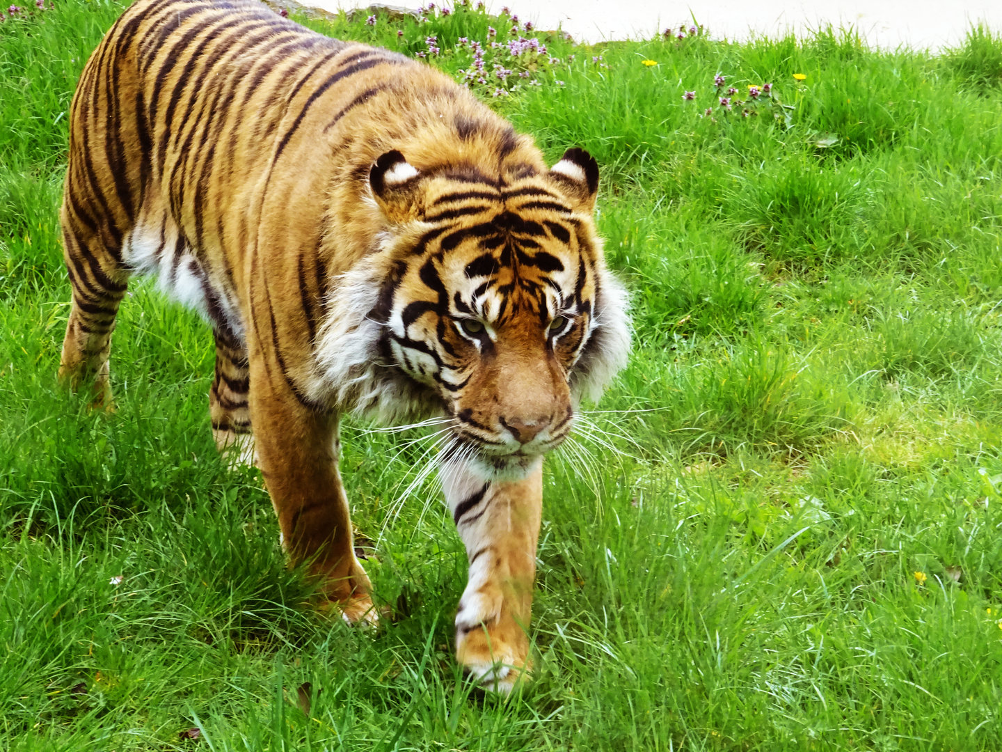 Sumatran Tiger