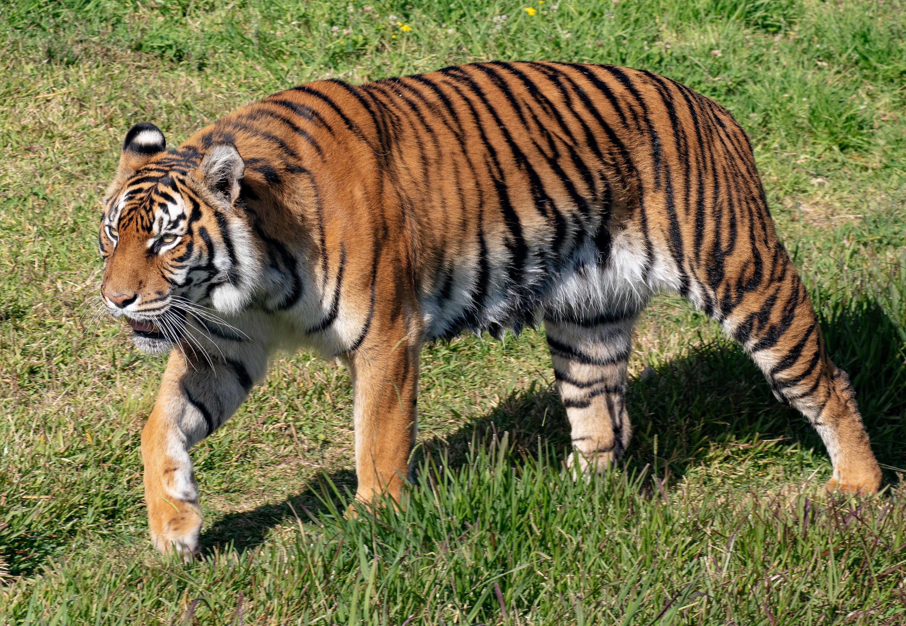 Sumatran Tiger