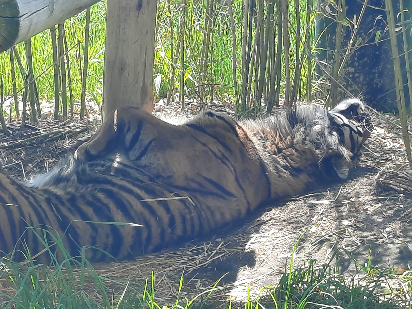 Sumatran Tiger