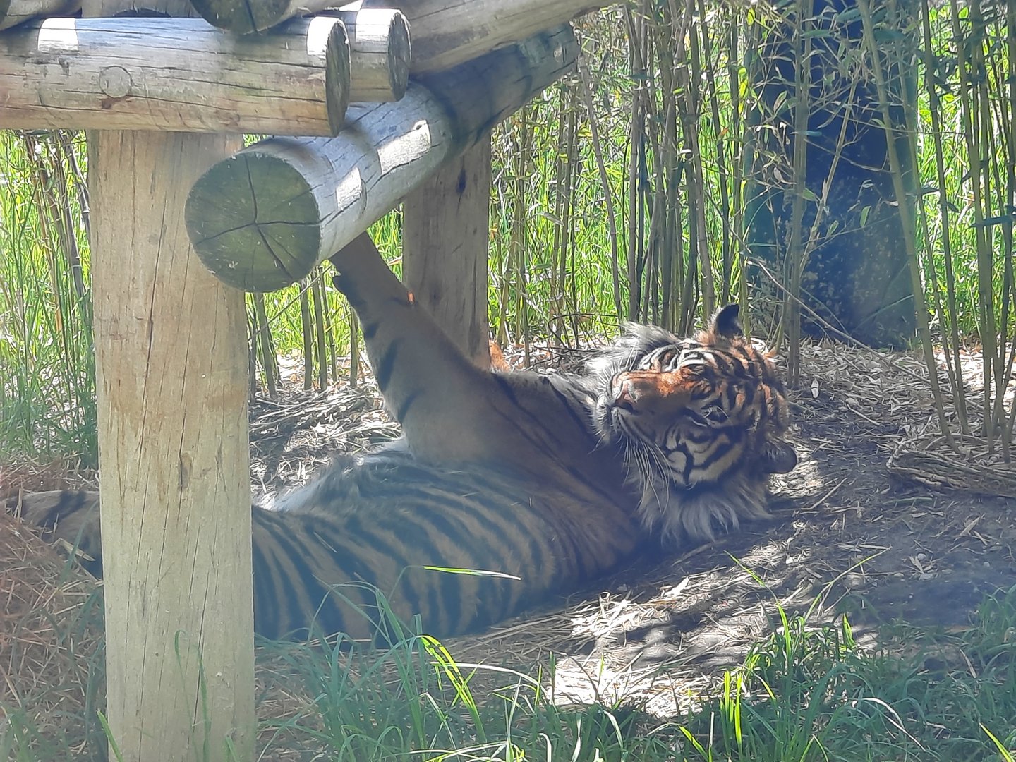 Sumatran Tiger