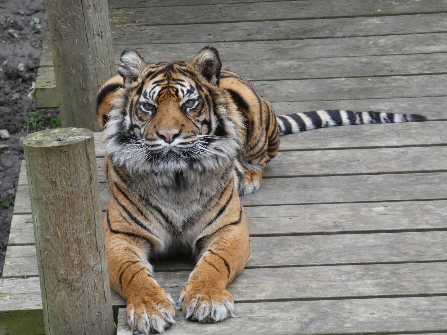 Sumatran tiger