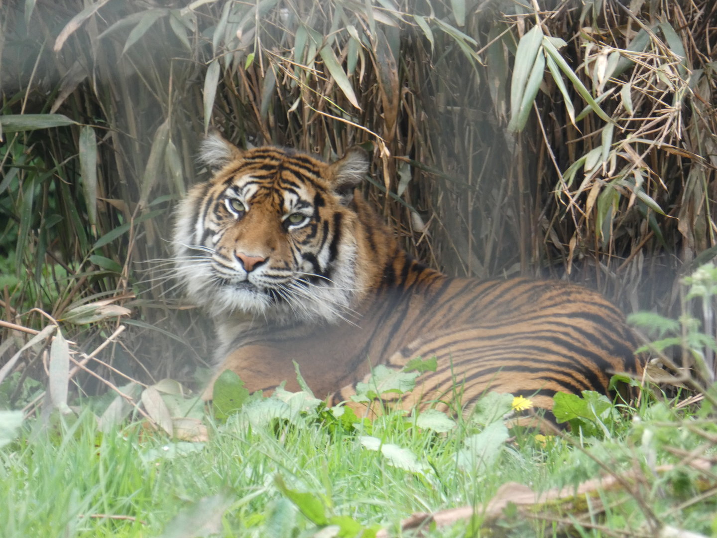 Sumatran tiger