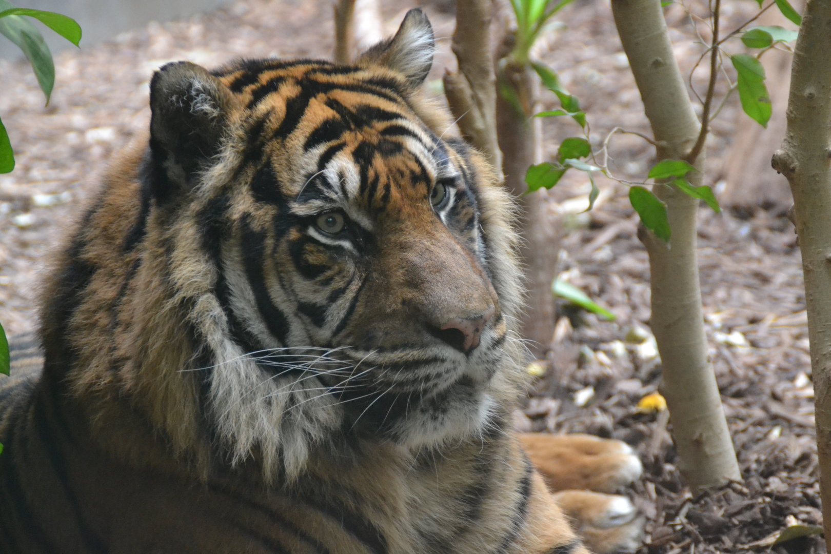 Sumatran tiger