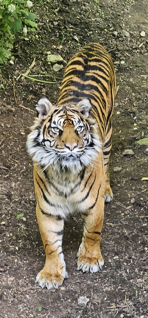 sumatran tiger