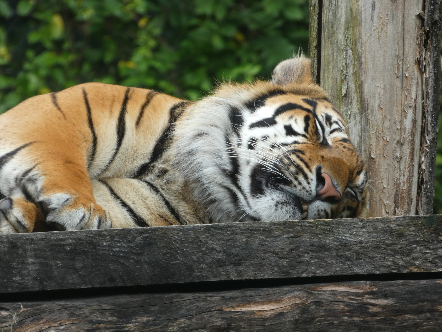 Sumatran Tiger