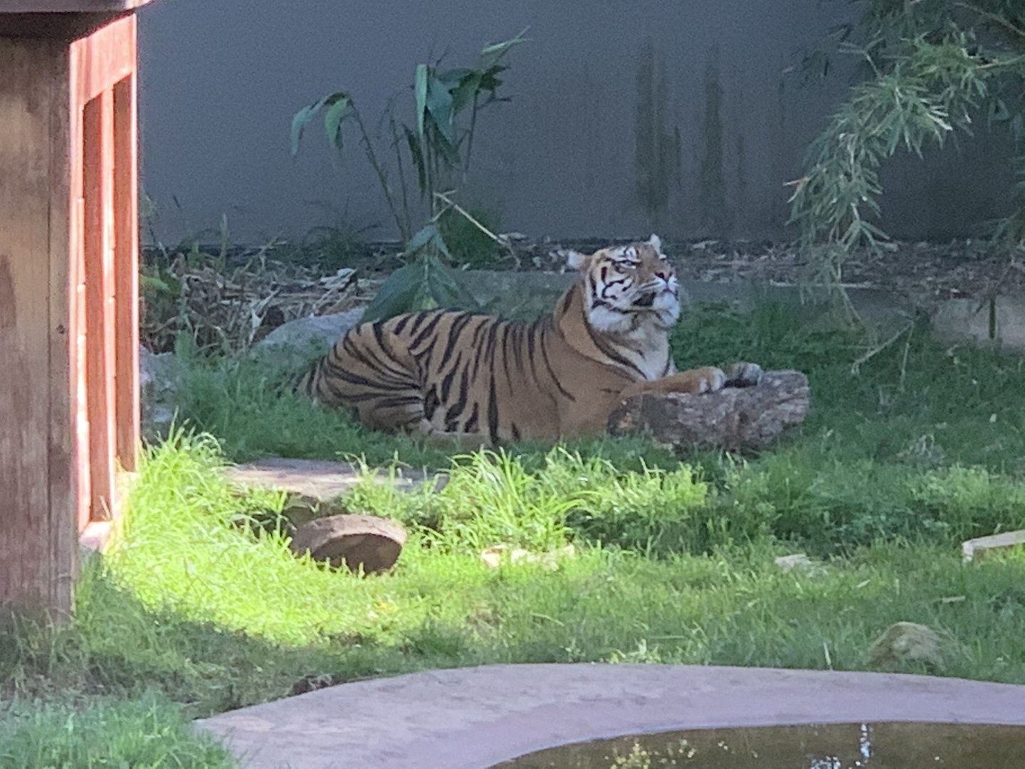 Sumatran Tiger