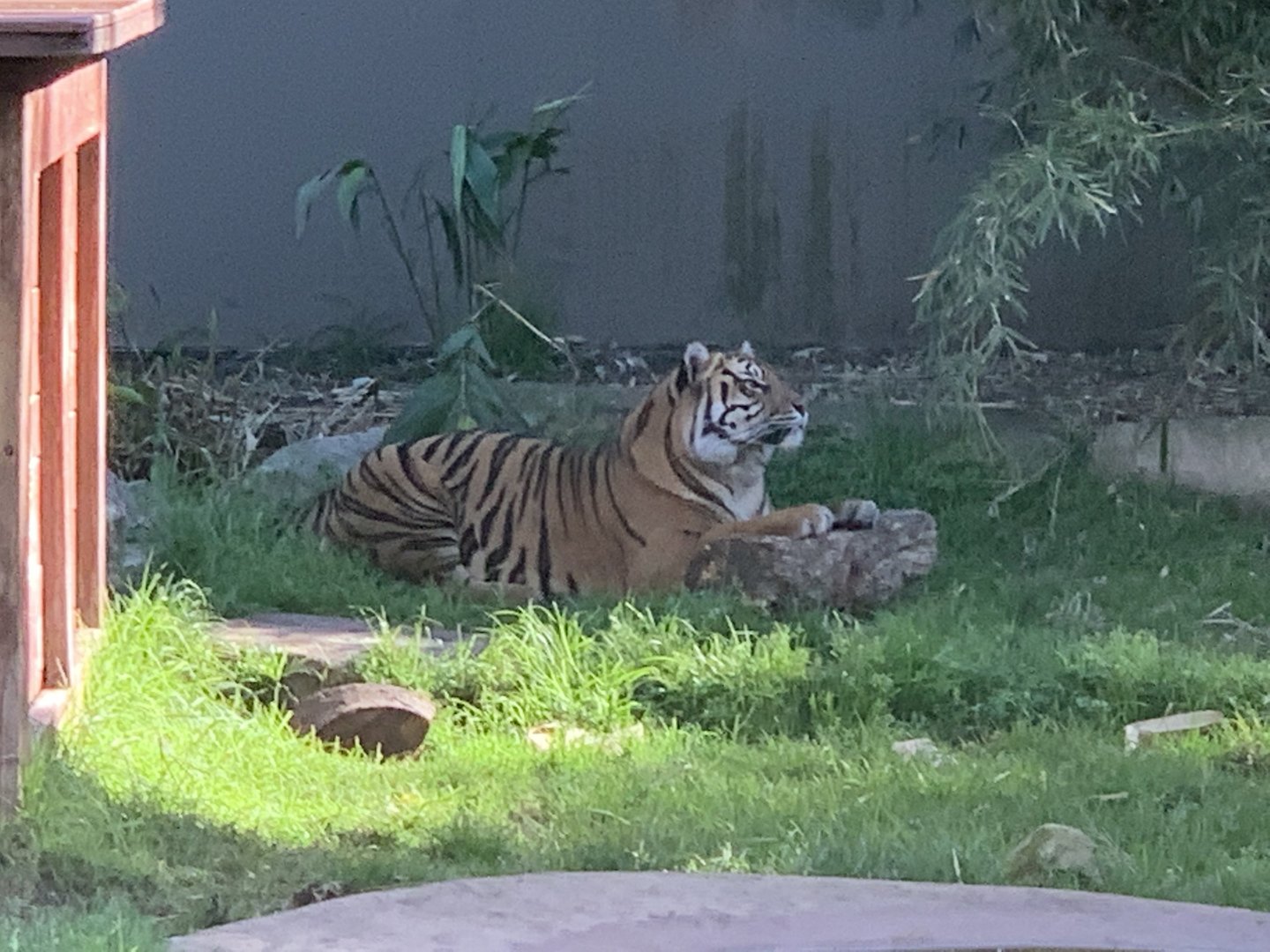 Sumatran Tiger