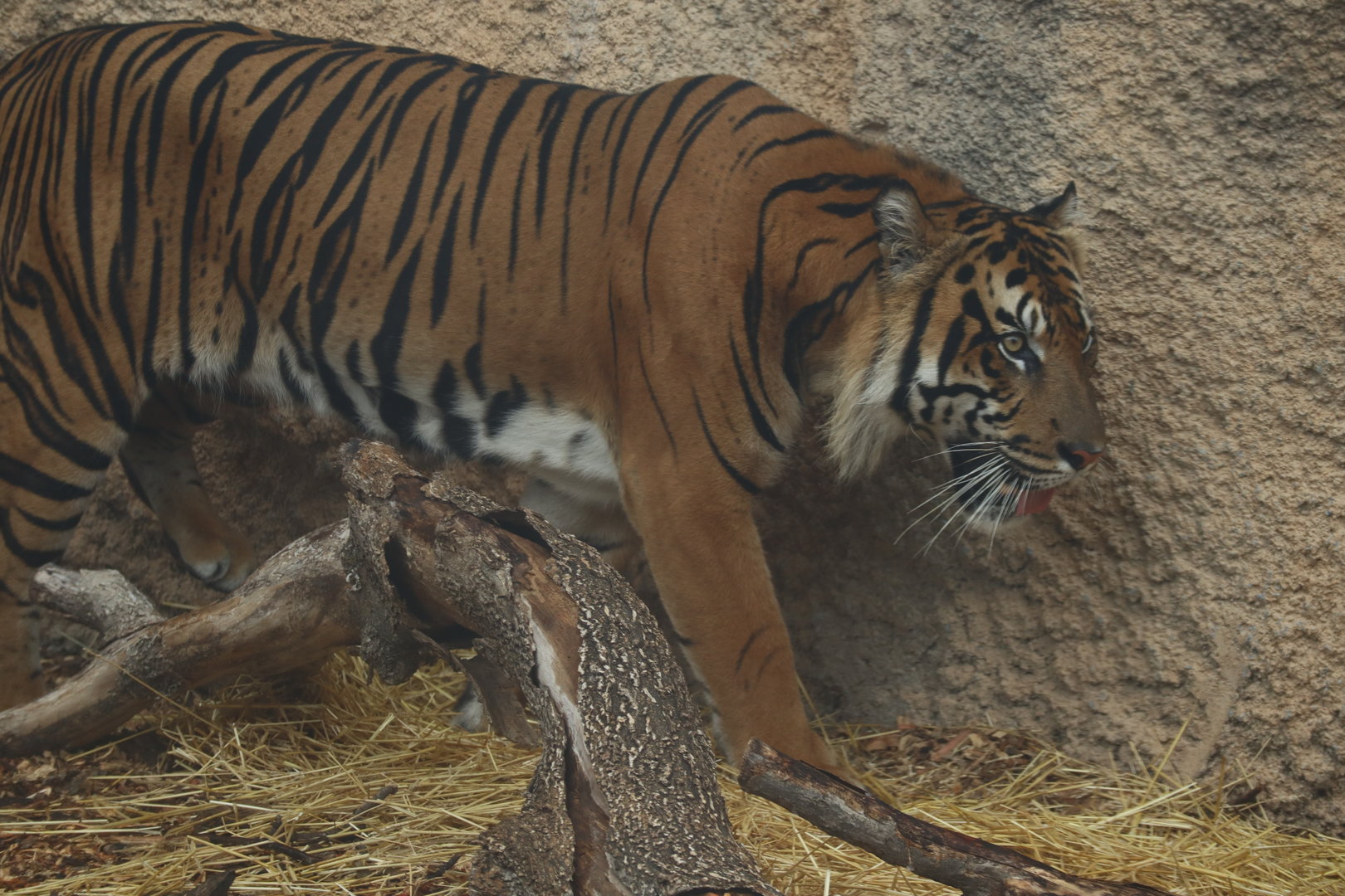 Sumatran Tiger