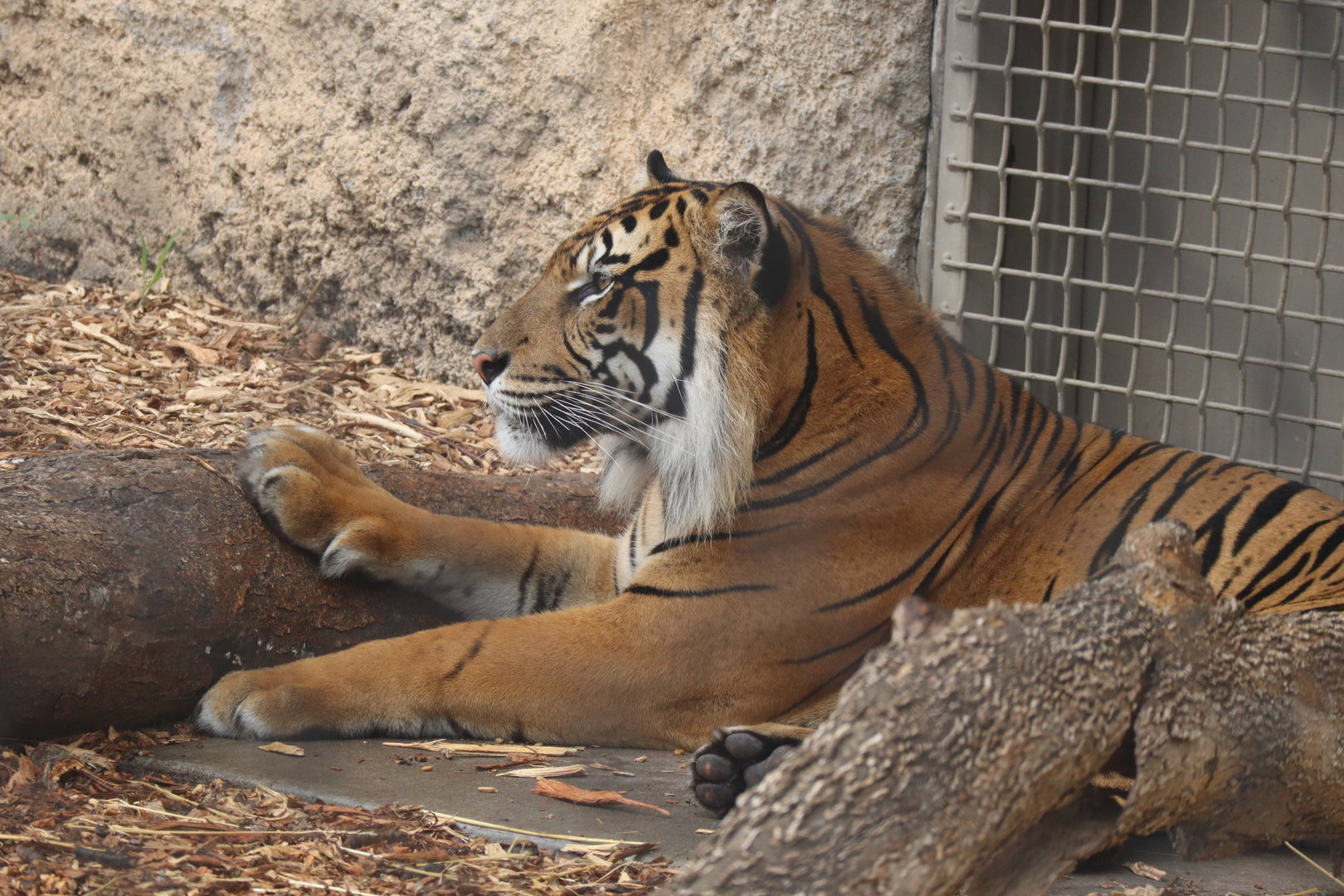 Sumatran Tiger