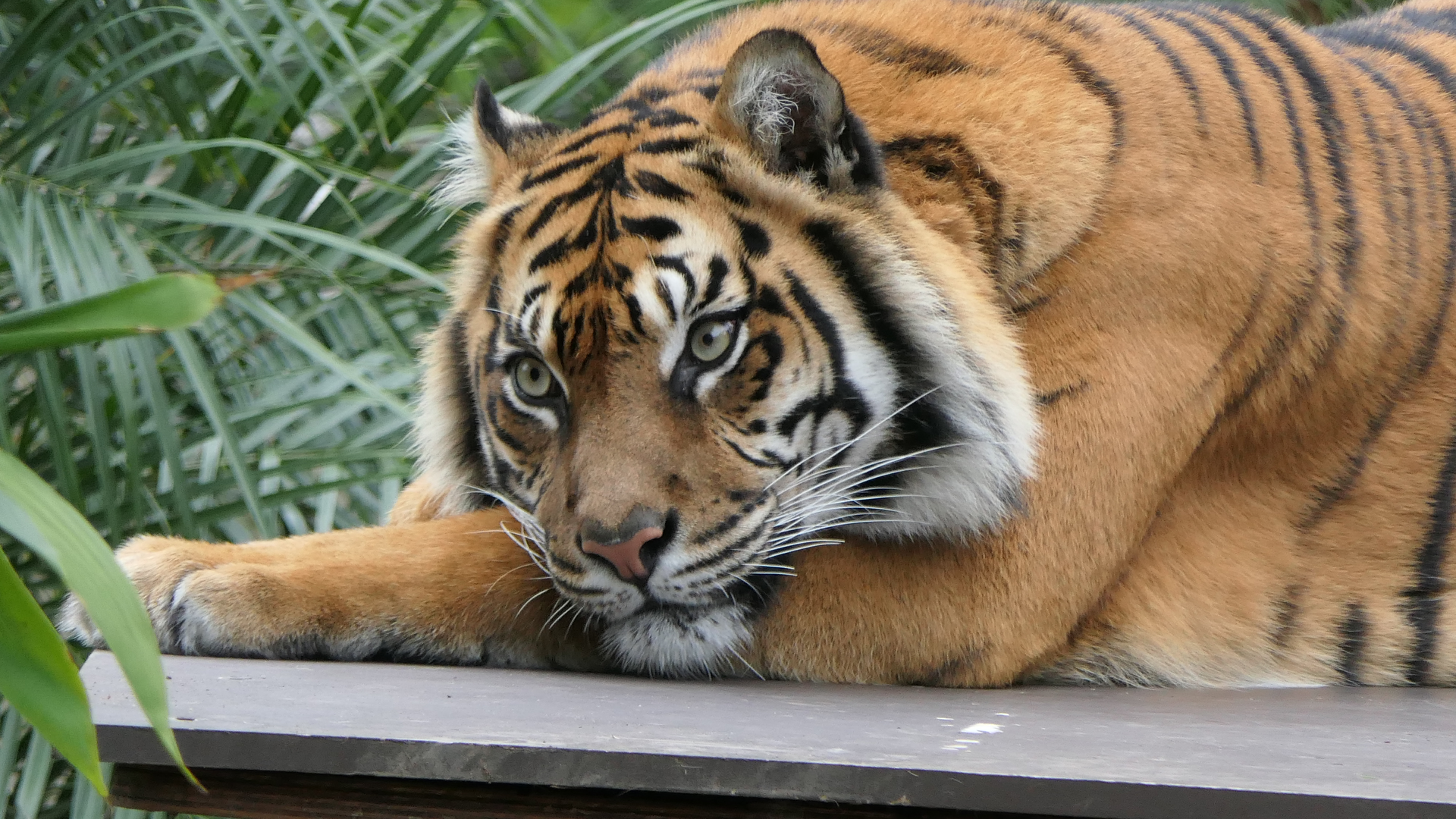 Sumatran Tiger
