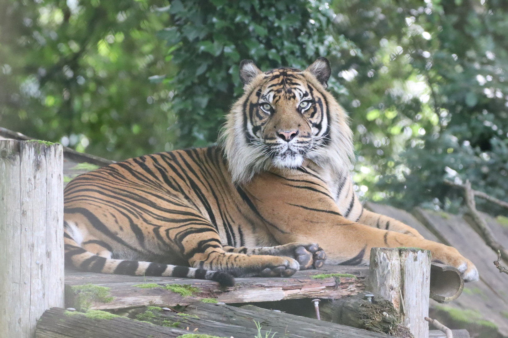 Sumatran Tiger