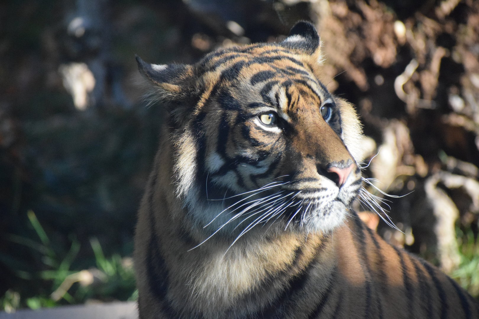 Sumatran tiger