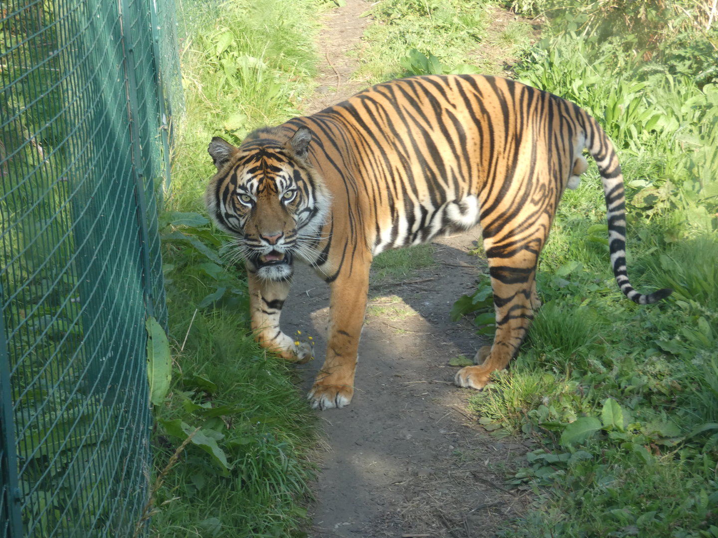 Sumatran tiger