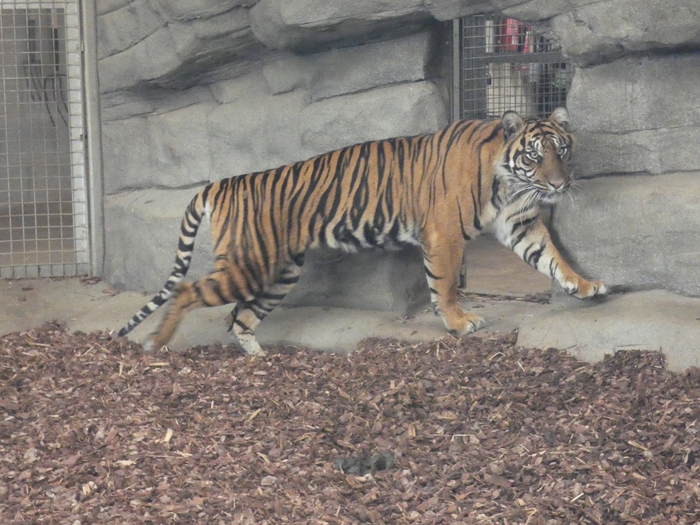Sumatran tiger