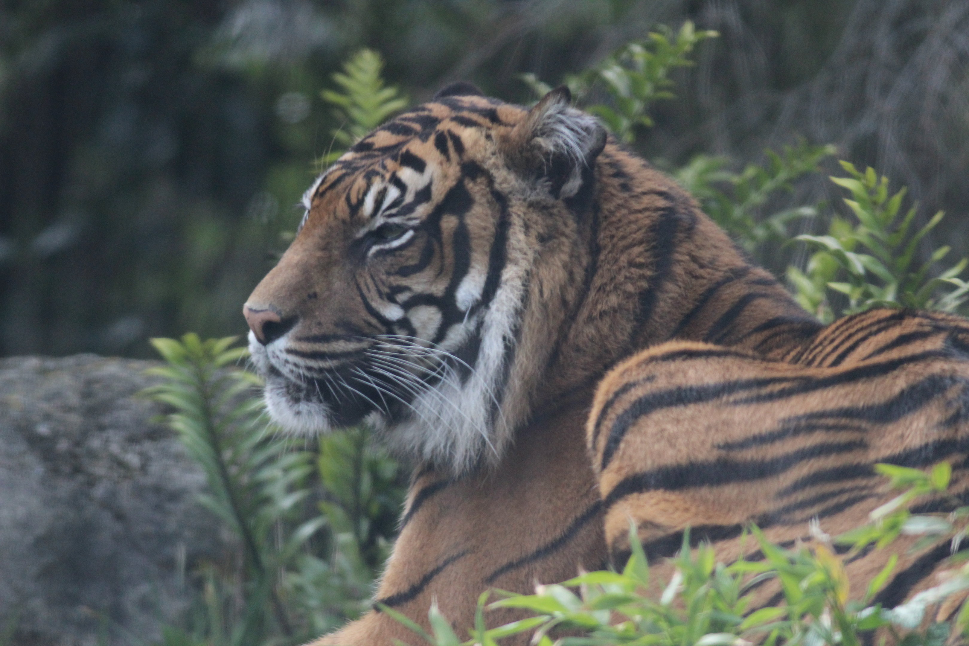 Sumatran Tiger