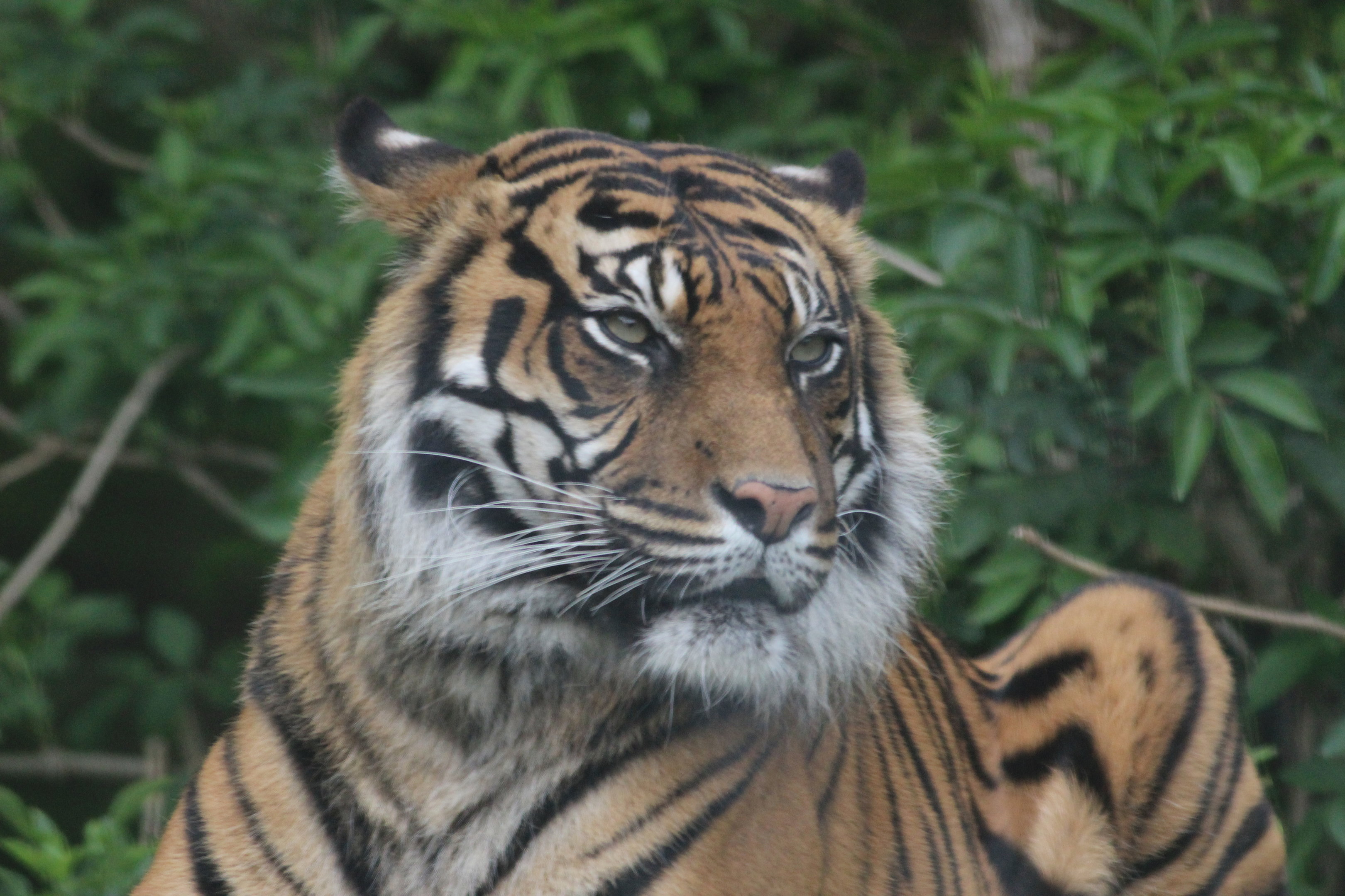 Sumatran Tiger