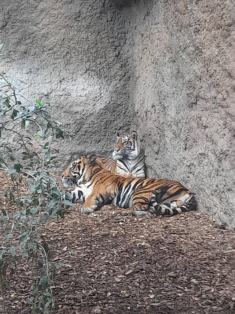 Sumatran Tiger