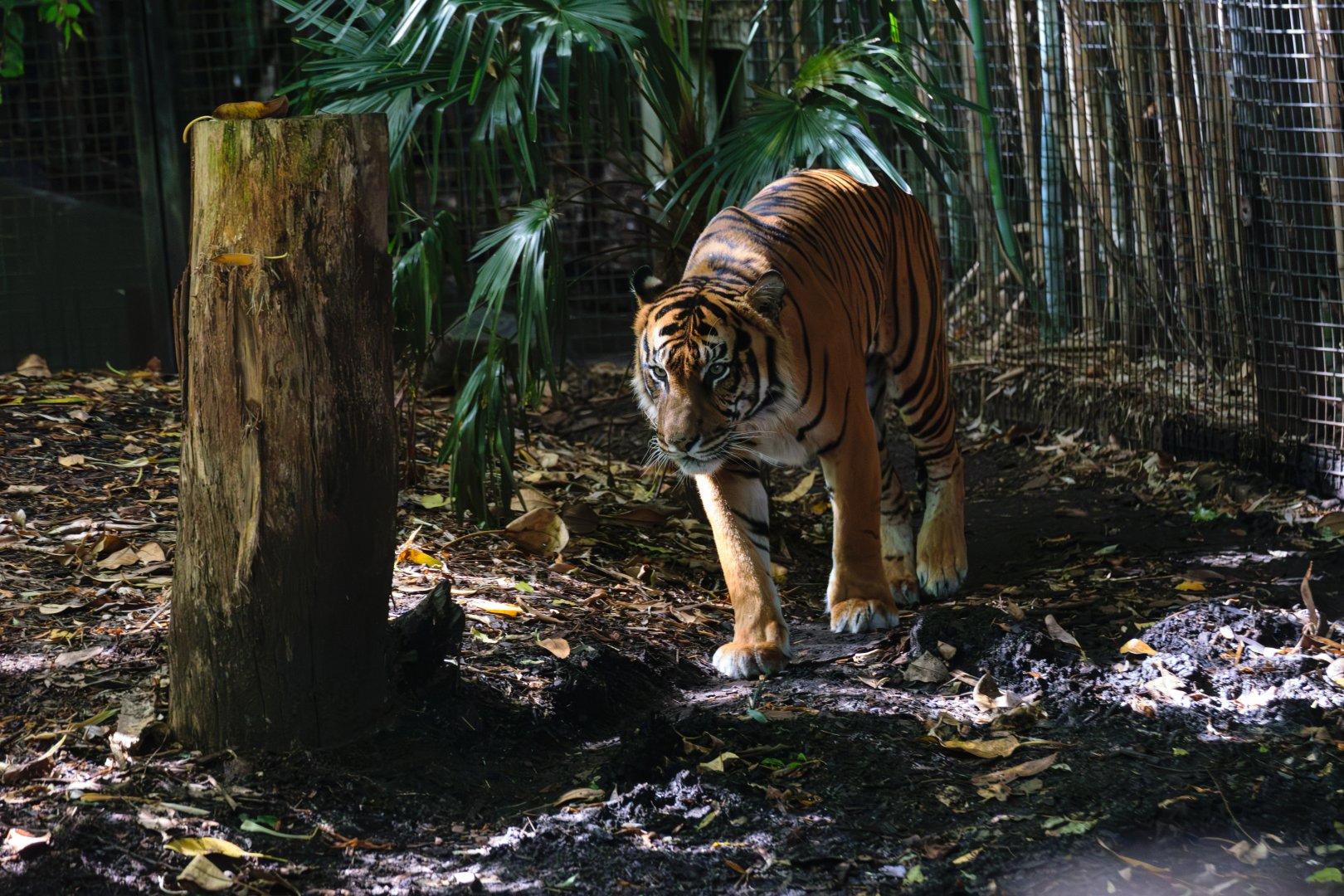 Sumatran Tiger