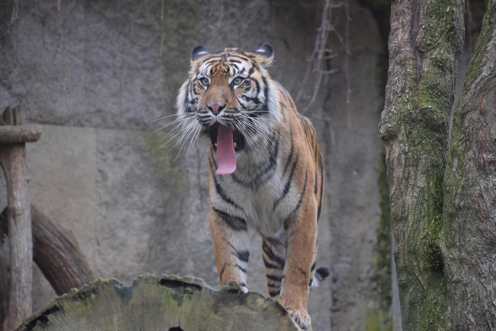 Sumatran tiger