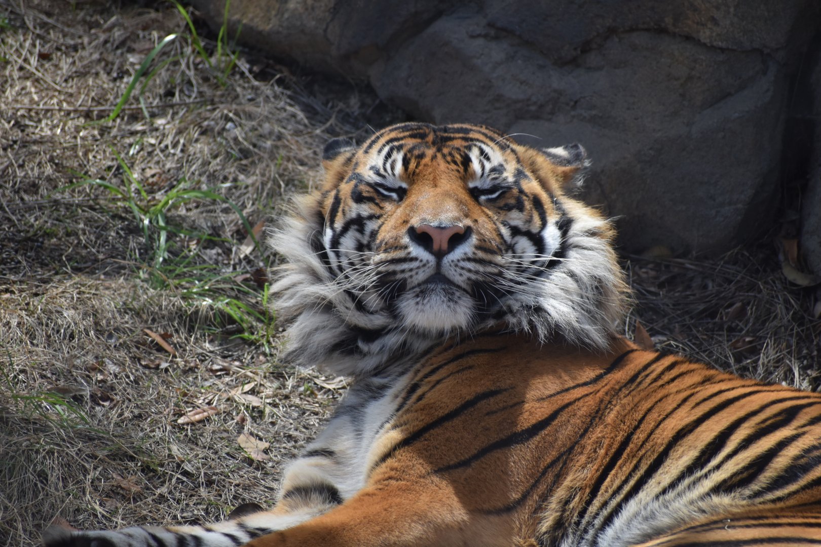 Sumatran Tiger