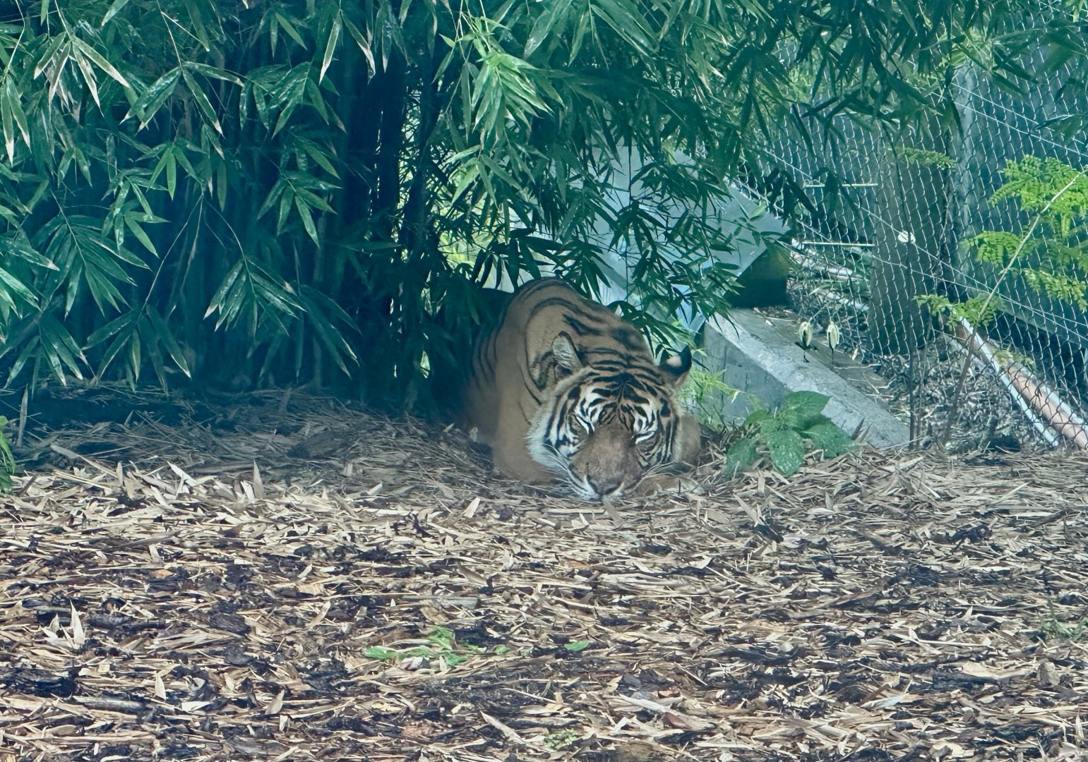 Sumatran tiger