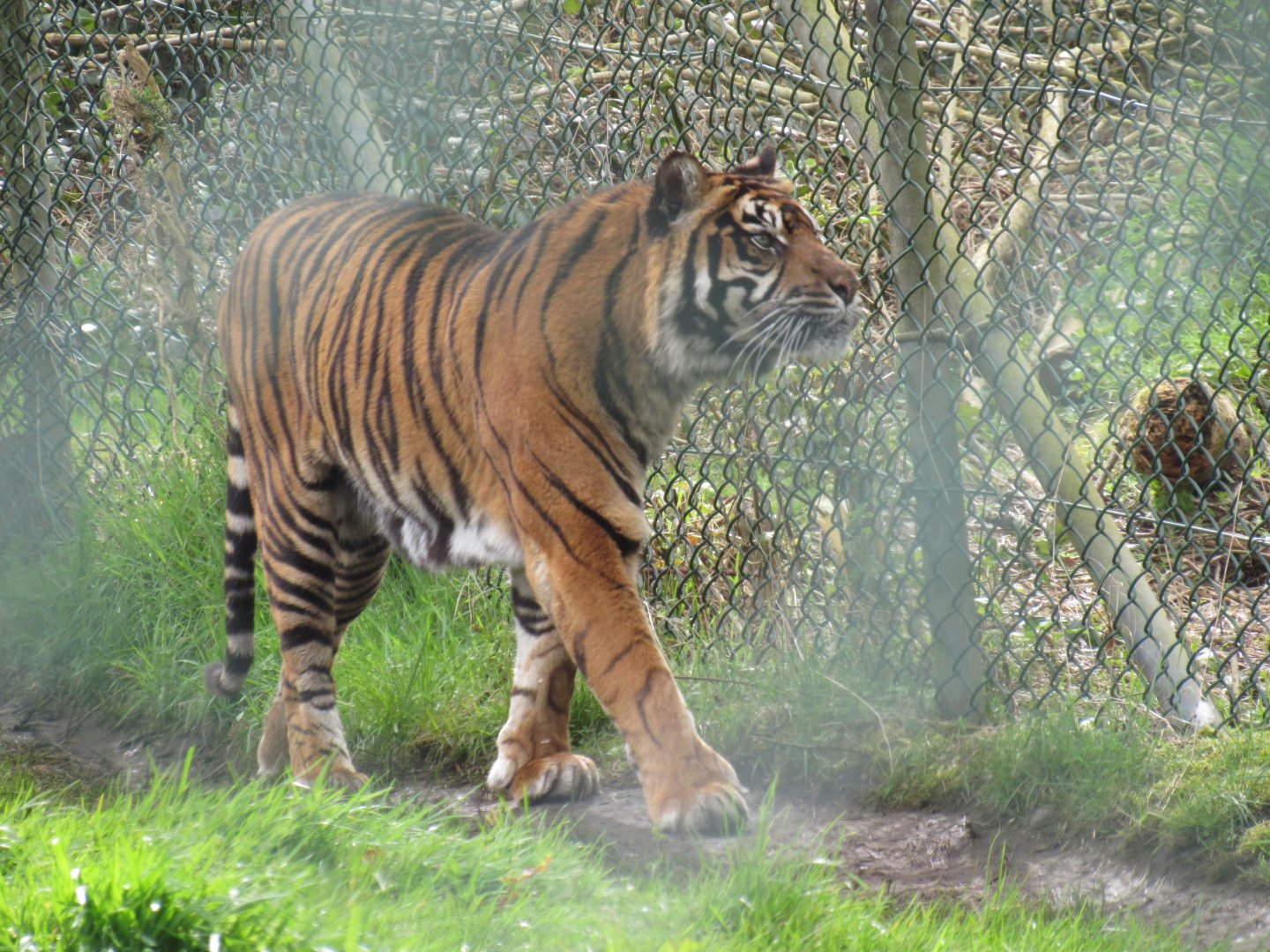 Sumatran tiger