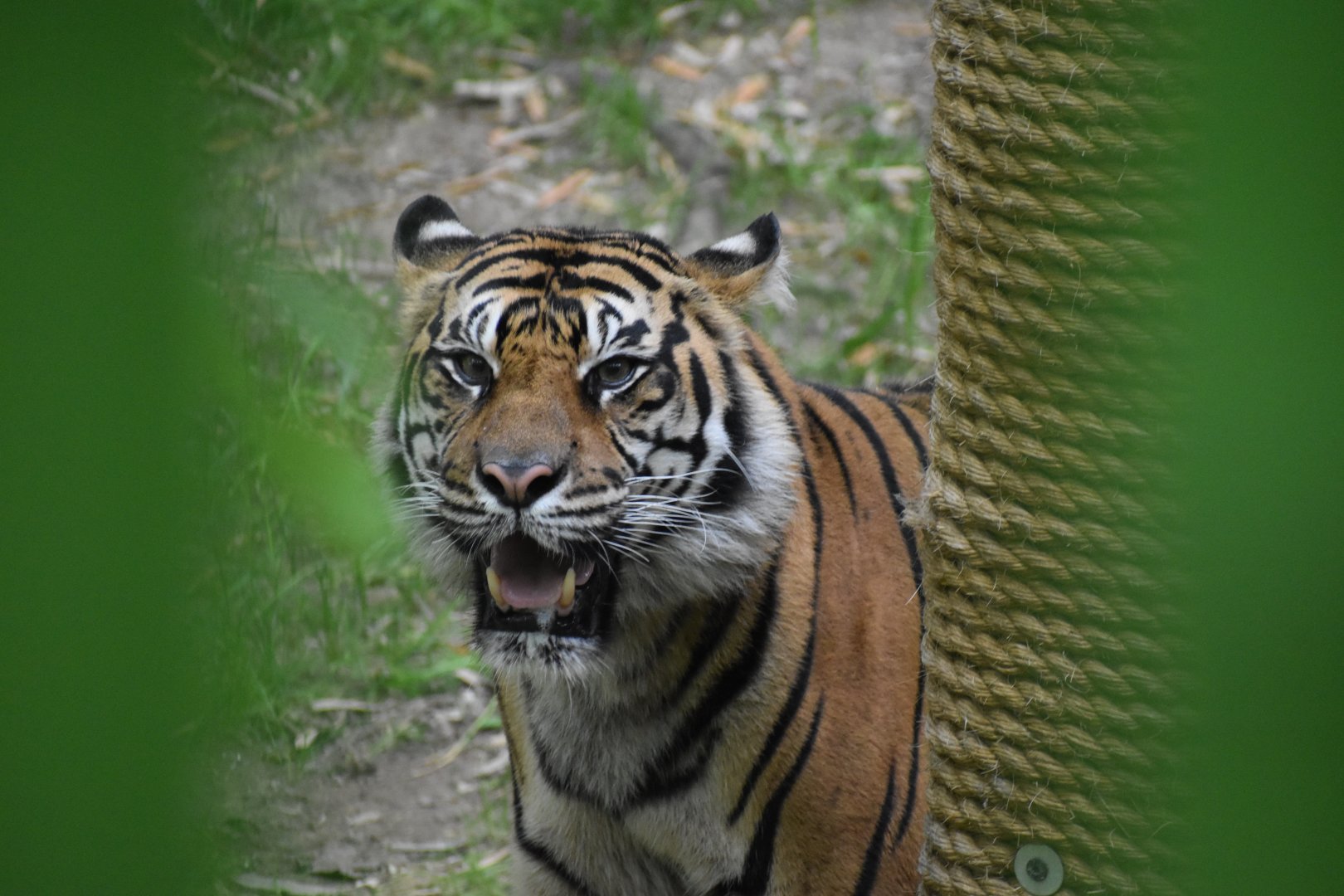 Sumatran Tiger