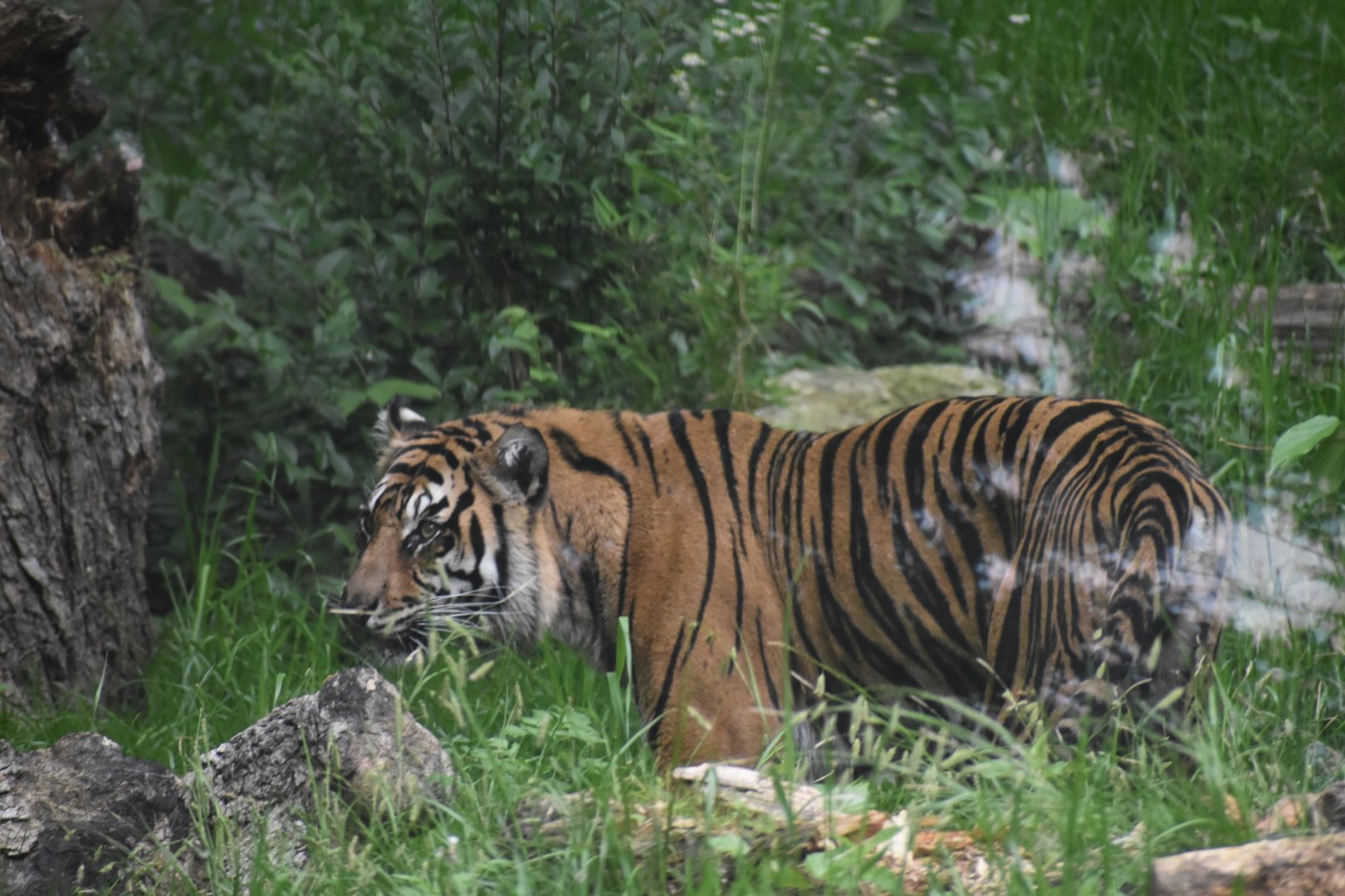 Sumatran Tiger
